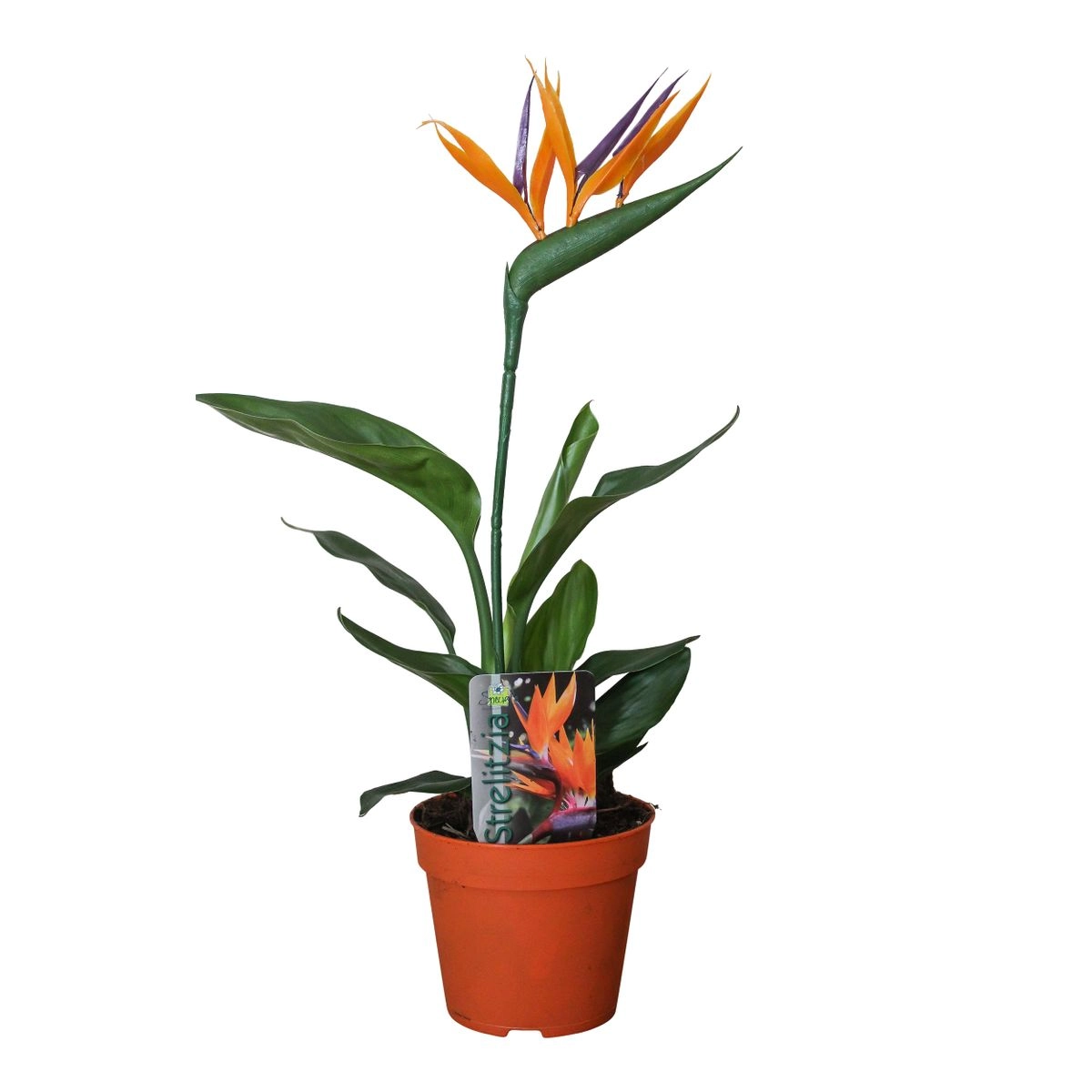 Strelitzia Reginae – Paradiesvogelpflanze