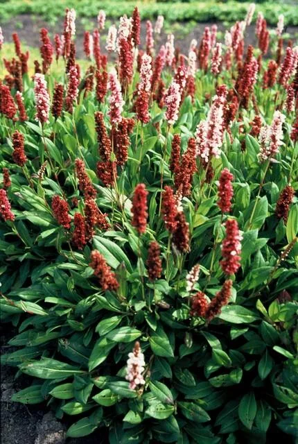 Persicaria aff. 'Darjeeling Red'