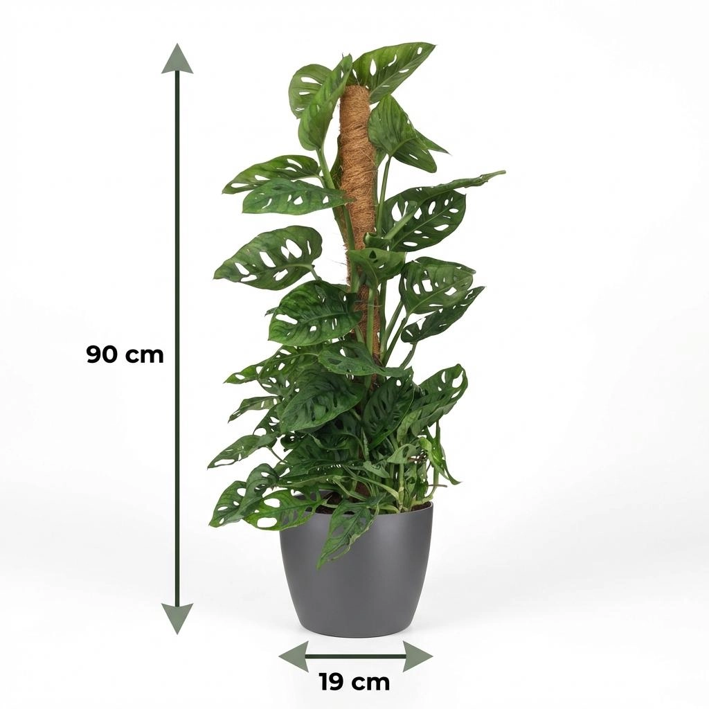 Monkey Mask (Monstera Adansonii) – Zimmerpflanze mit Moosstab