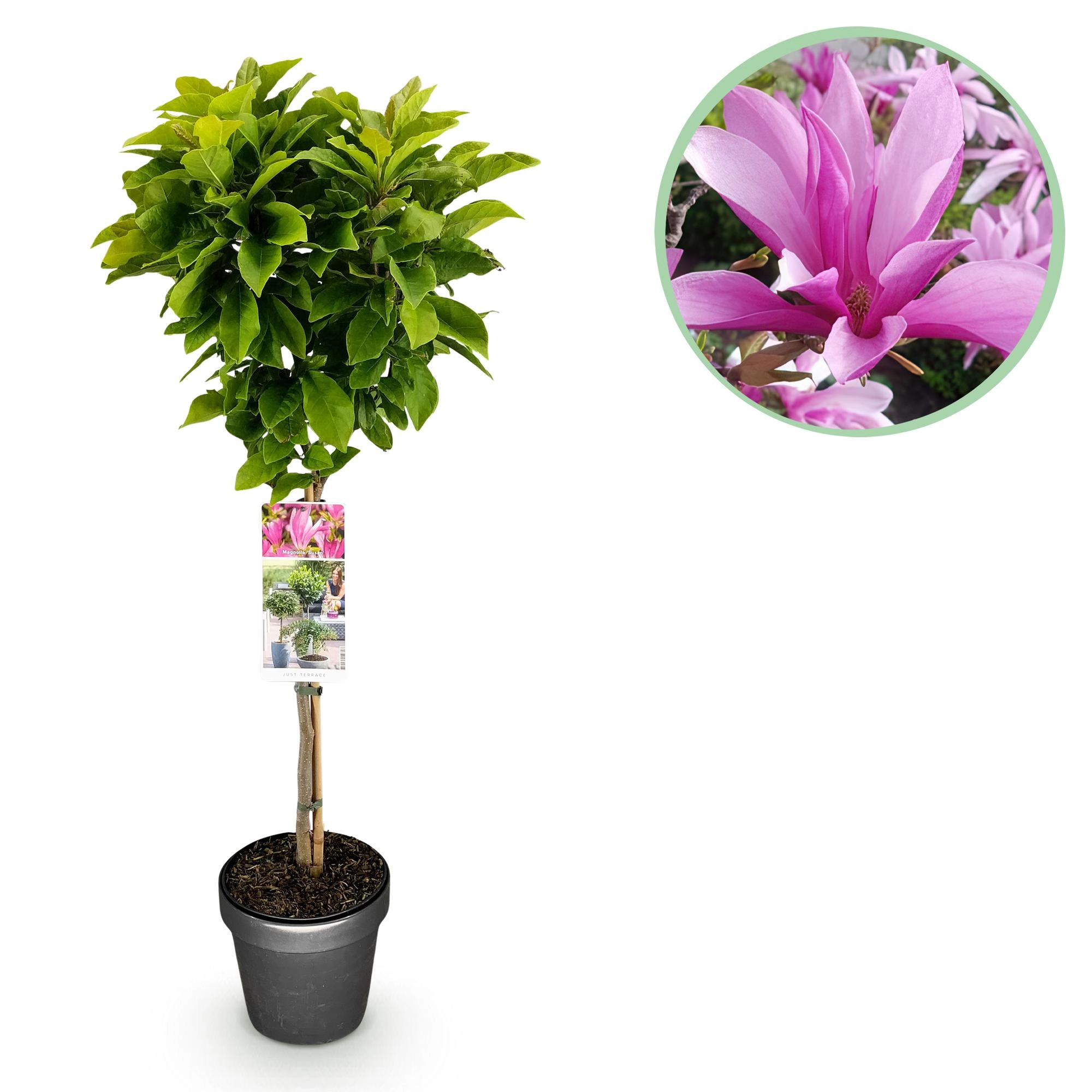 Magnolia Susan