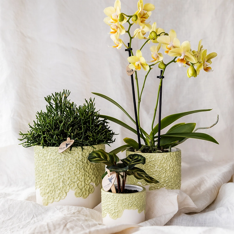 Bloompot in Grün