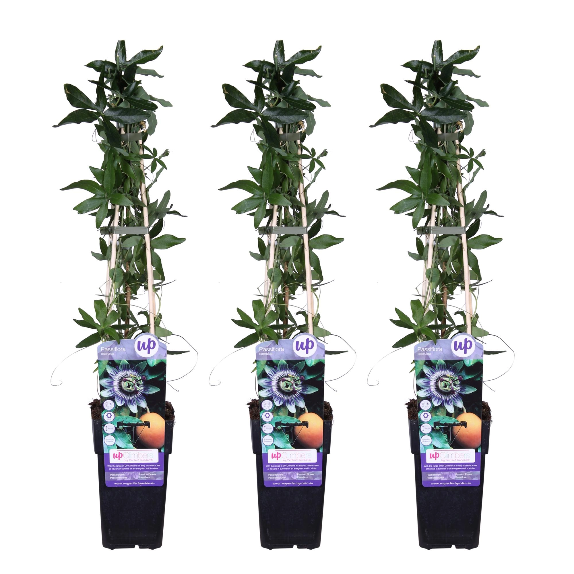 3x - Passiflora caerulea - ↨65cm - Ø15 Bild 1