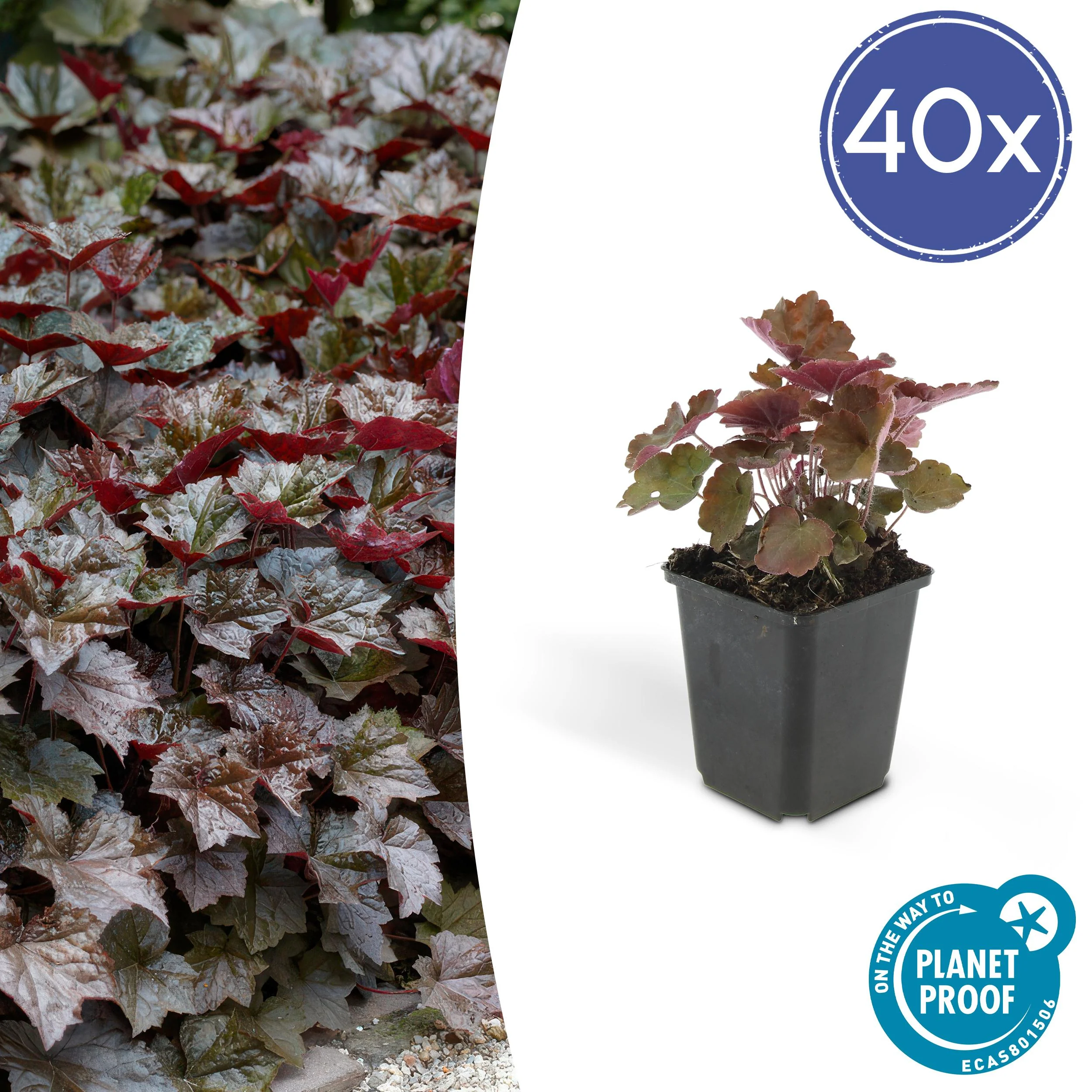 Heuchera ‘Palace Purple’