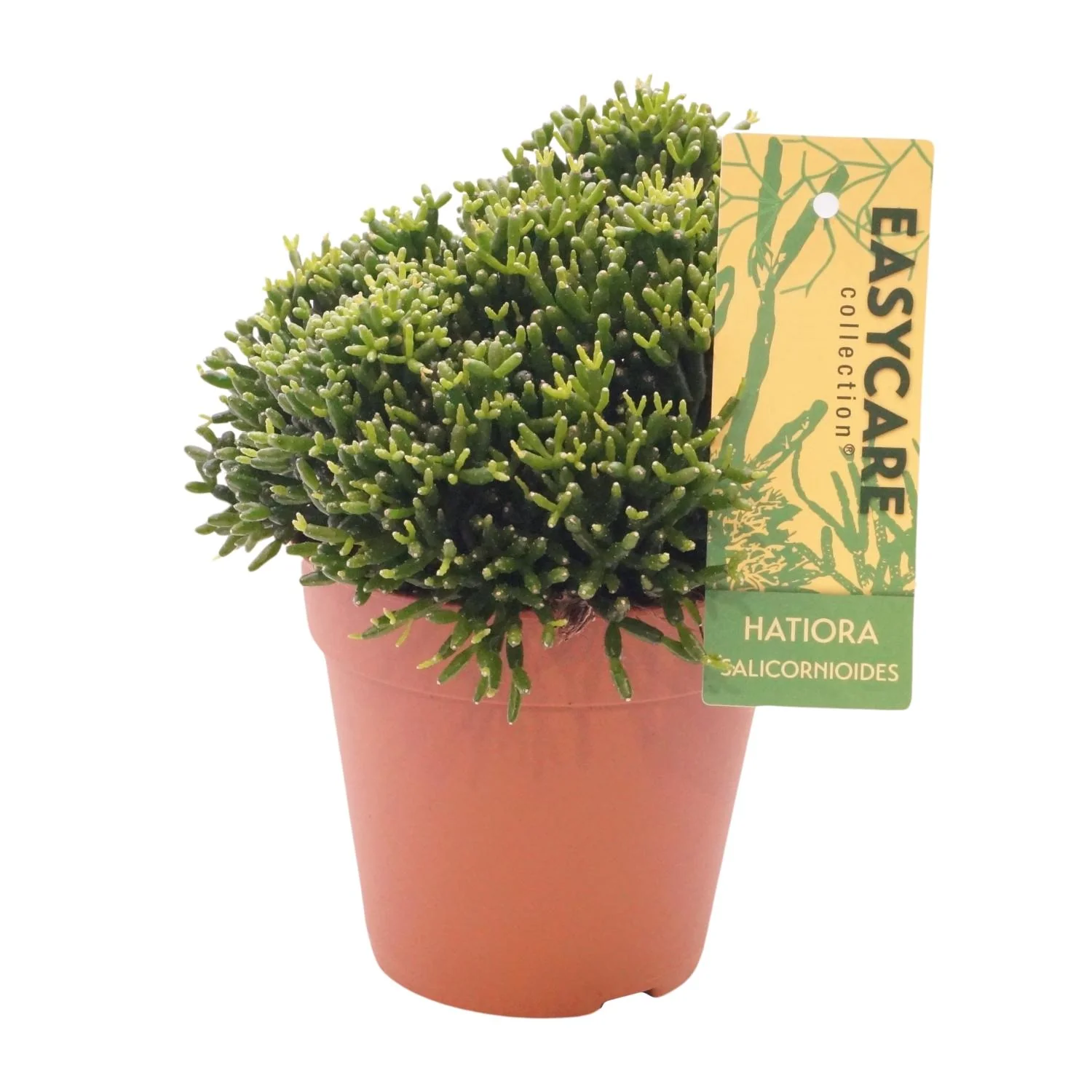 Flaschenkaktus Hatiora Salicornioides