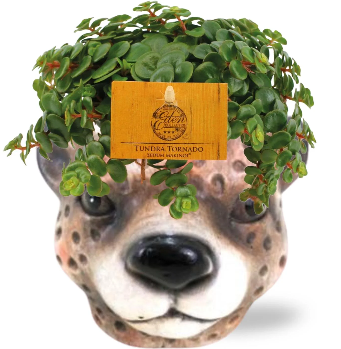 Sedum Tornado – pflegeleichte Zimmerpflanze mit Planter