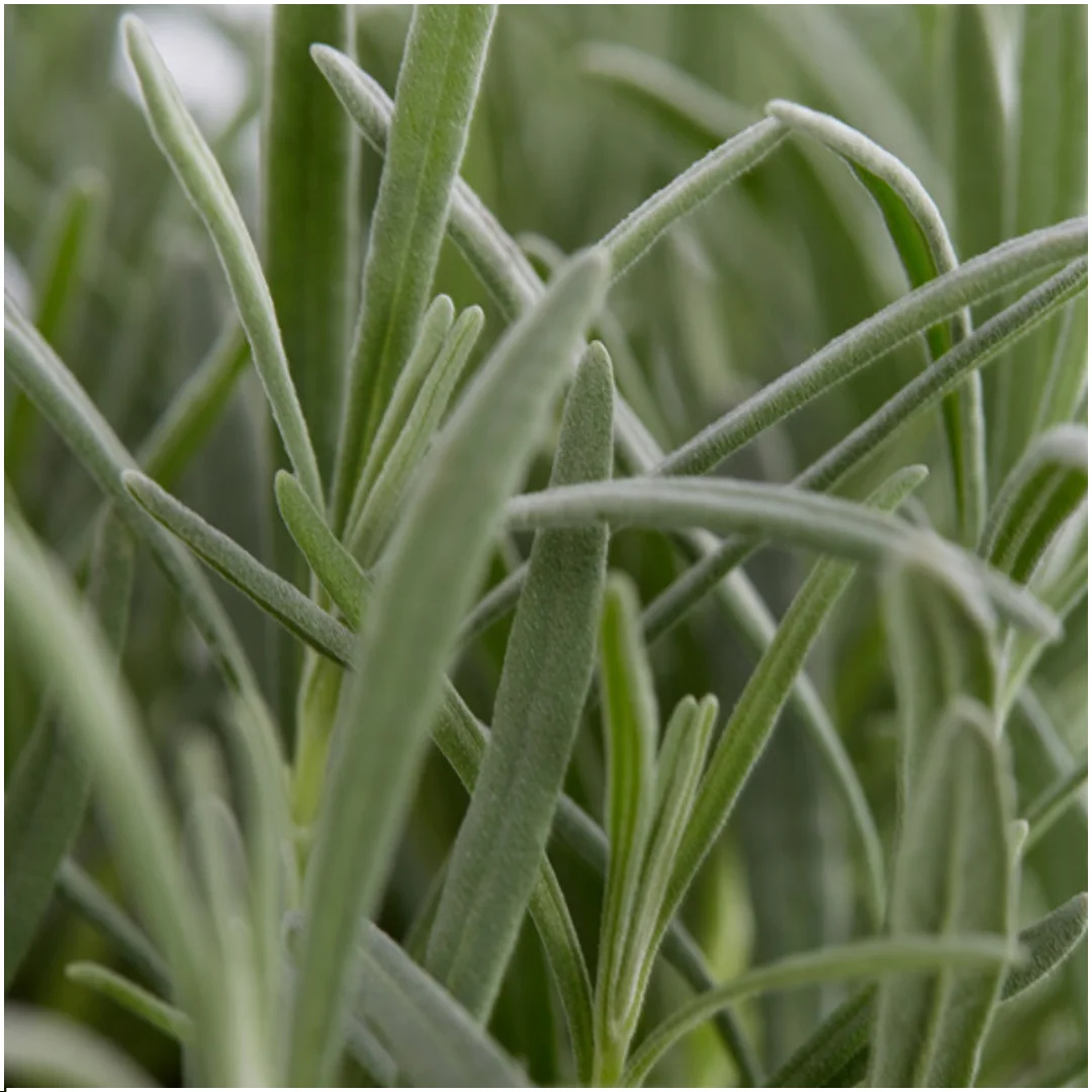 Echter Lavendel (Lavendel angustifolia)