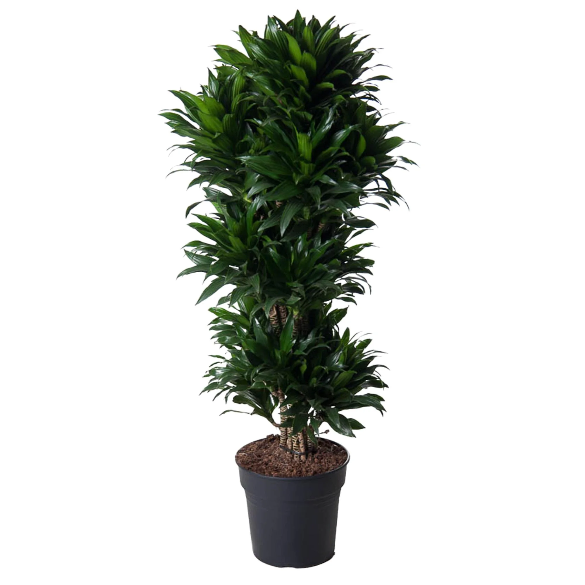 Dracaena Compacta Carrousel – Pflegeleichte Zimmerpflanze