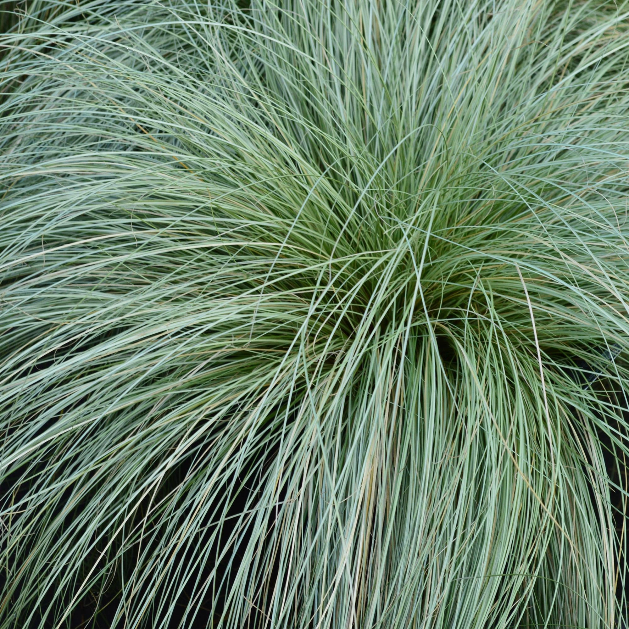 Ziergräser - Carex comans Frosted Curls - Grün - 4 Pflanzen - Immergrün - Wenig Pflege - Topf 17cm Höhe 50cm