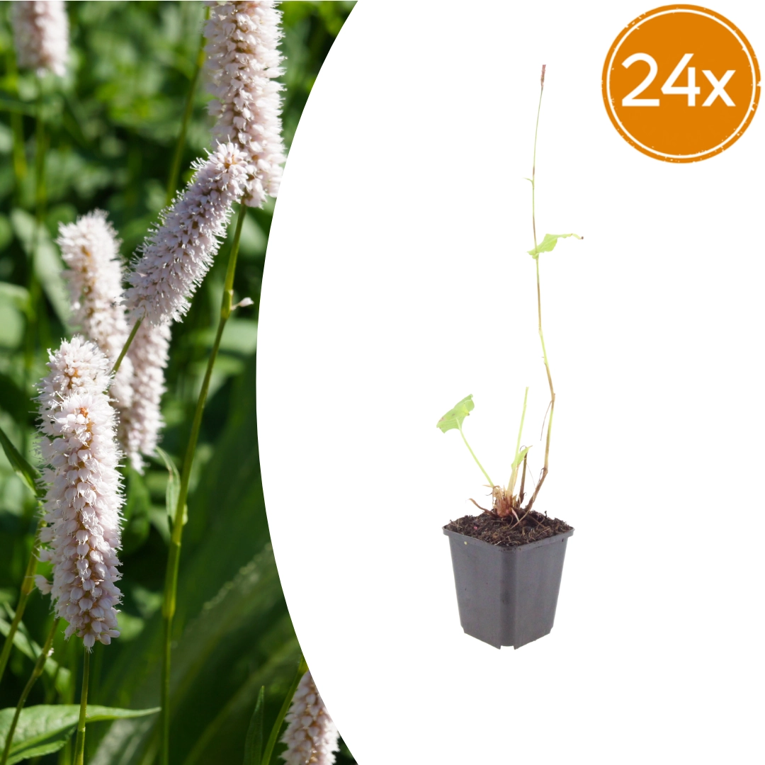Persicaria bistorta ‘Superba’