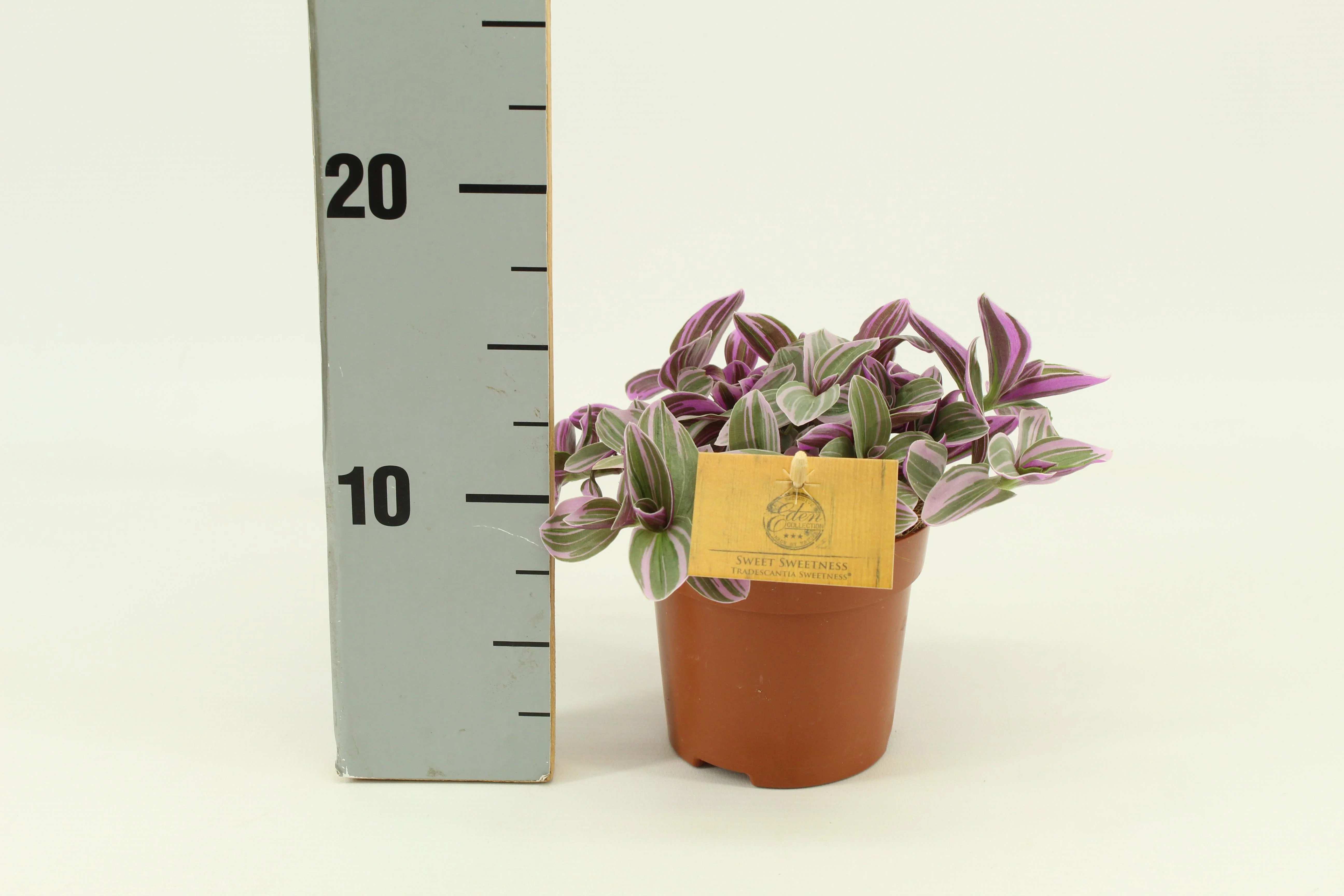 Tradescantia Sweetness
