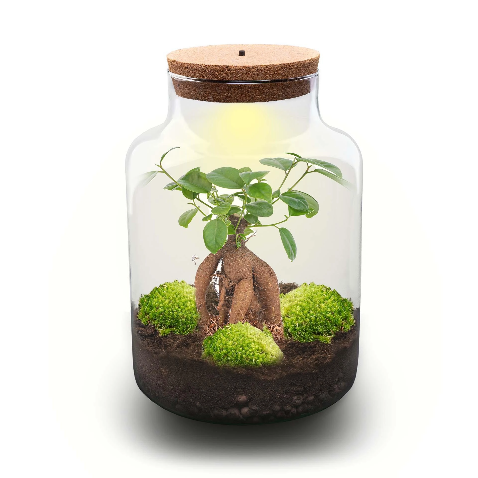 Flaschengarten - Milky mit bonsai - ↕ 30 cm - Rake + Shovel + Tweezer Bild 2