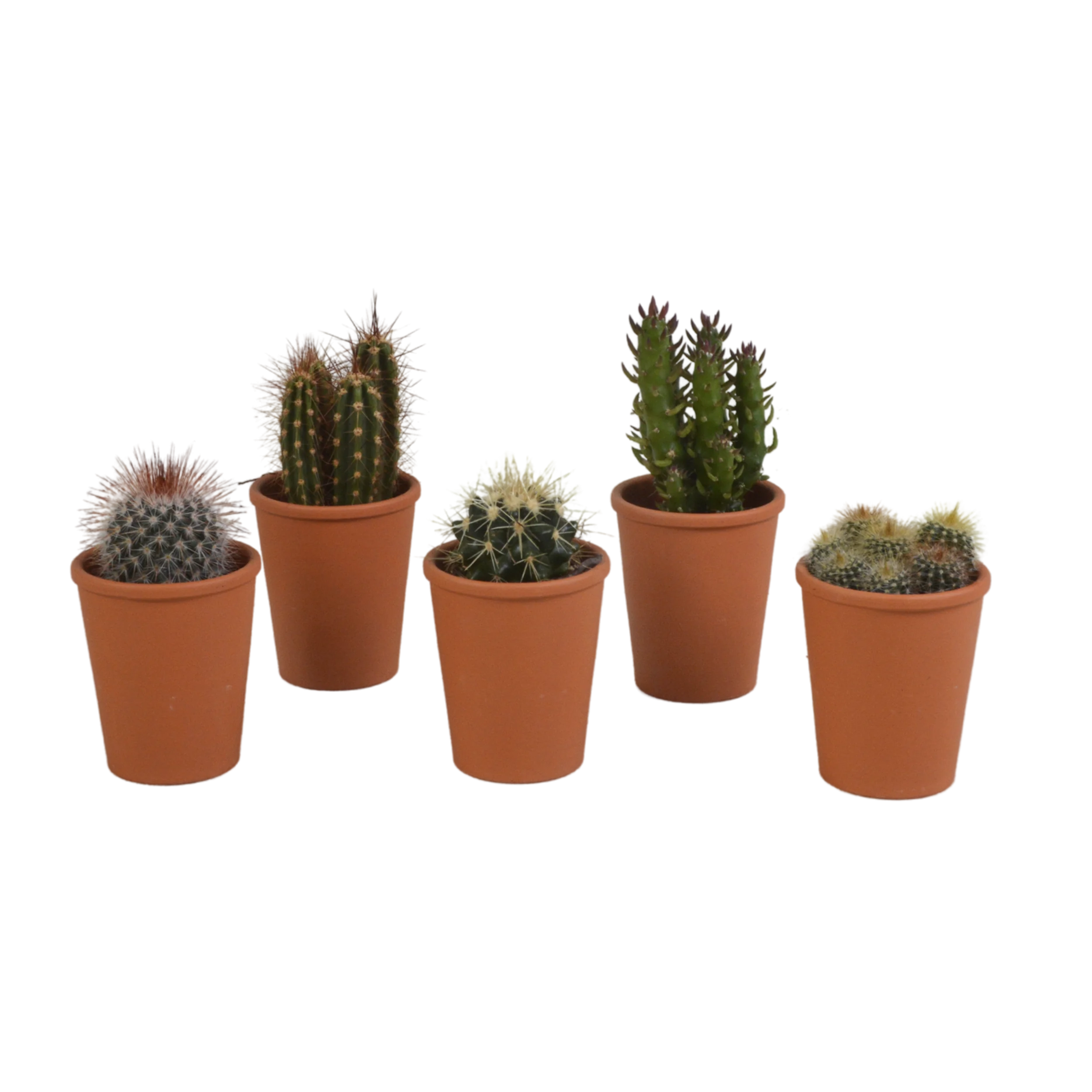 Kaktusmix in mediterranem Terrakottatopf