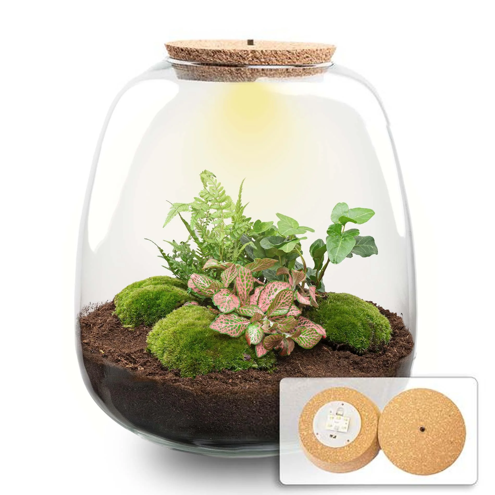 DIY Plantenterrarium mit LED-Kurk