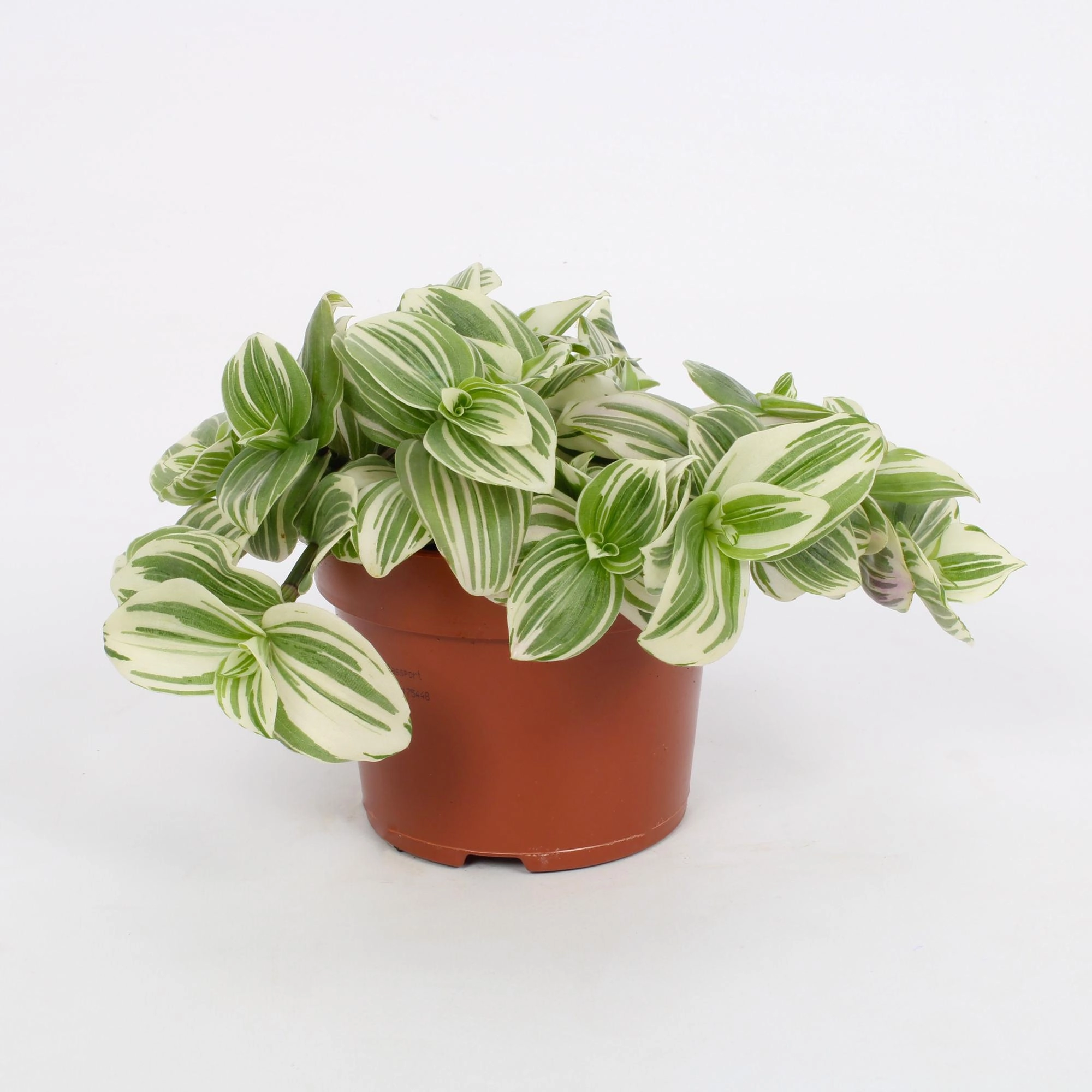 Tradescantia Albiflora 'Giant White Beach'