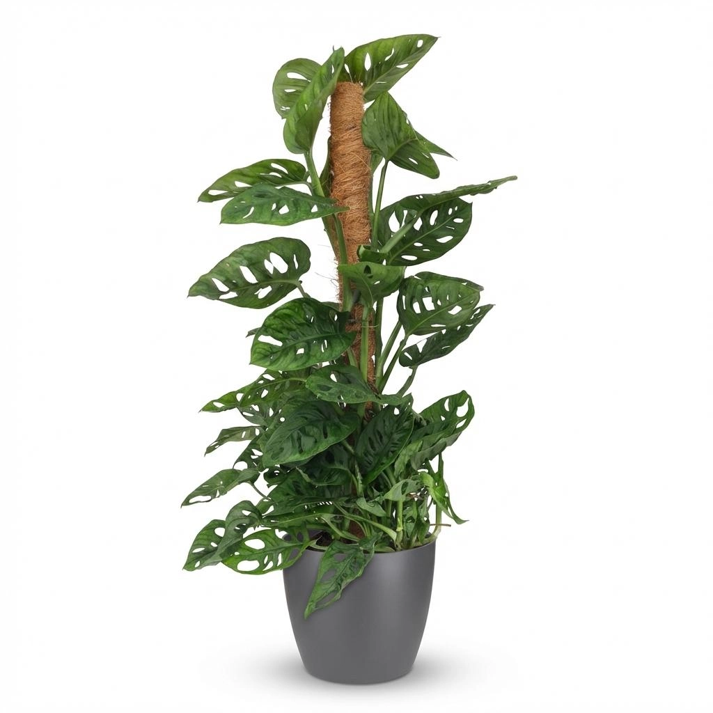 Monkey Mask (Monstera Adansonii) – Zimmerpflanze mit Moosstab