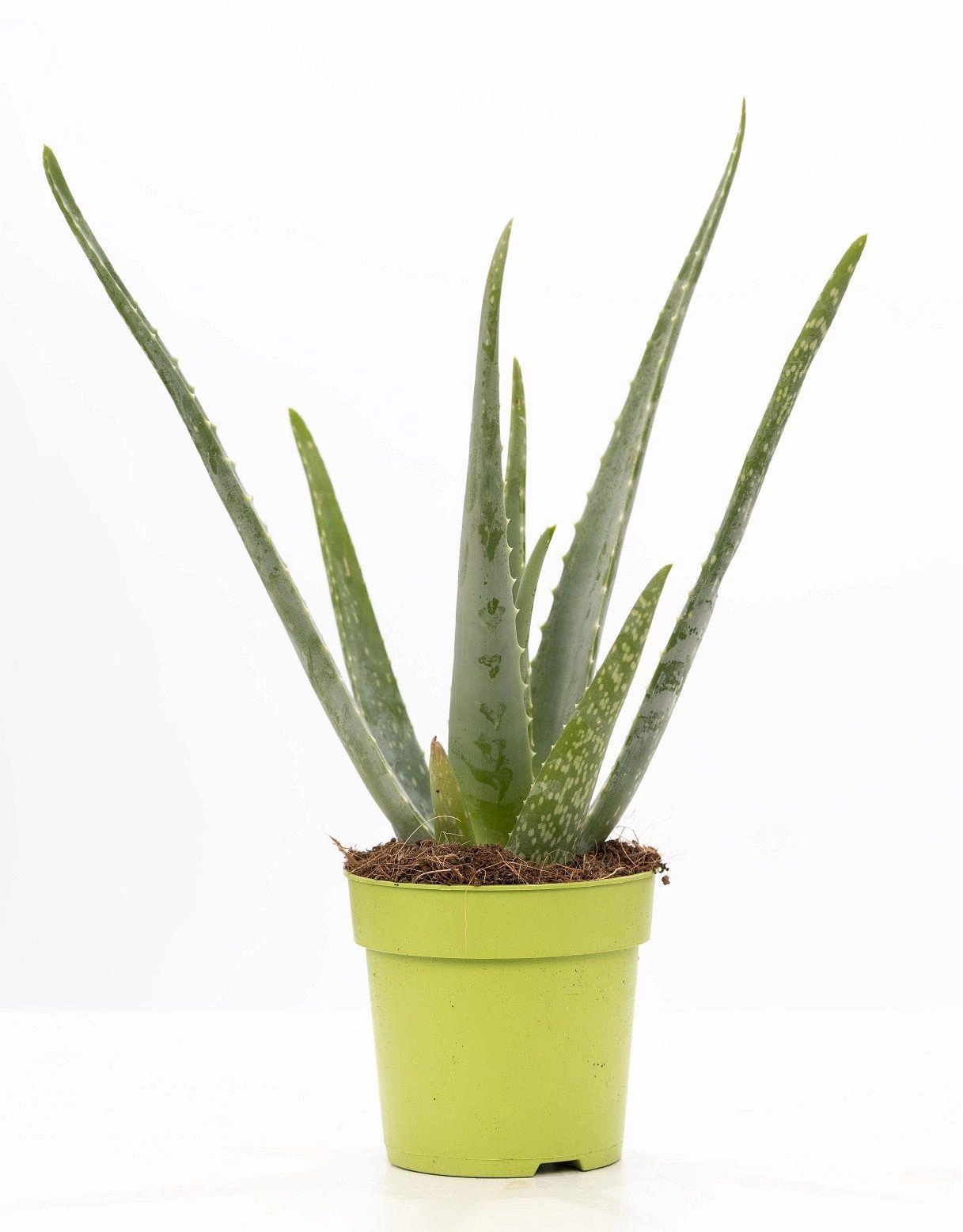 Aloe Vera Pflanze