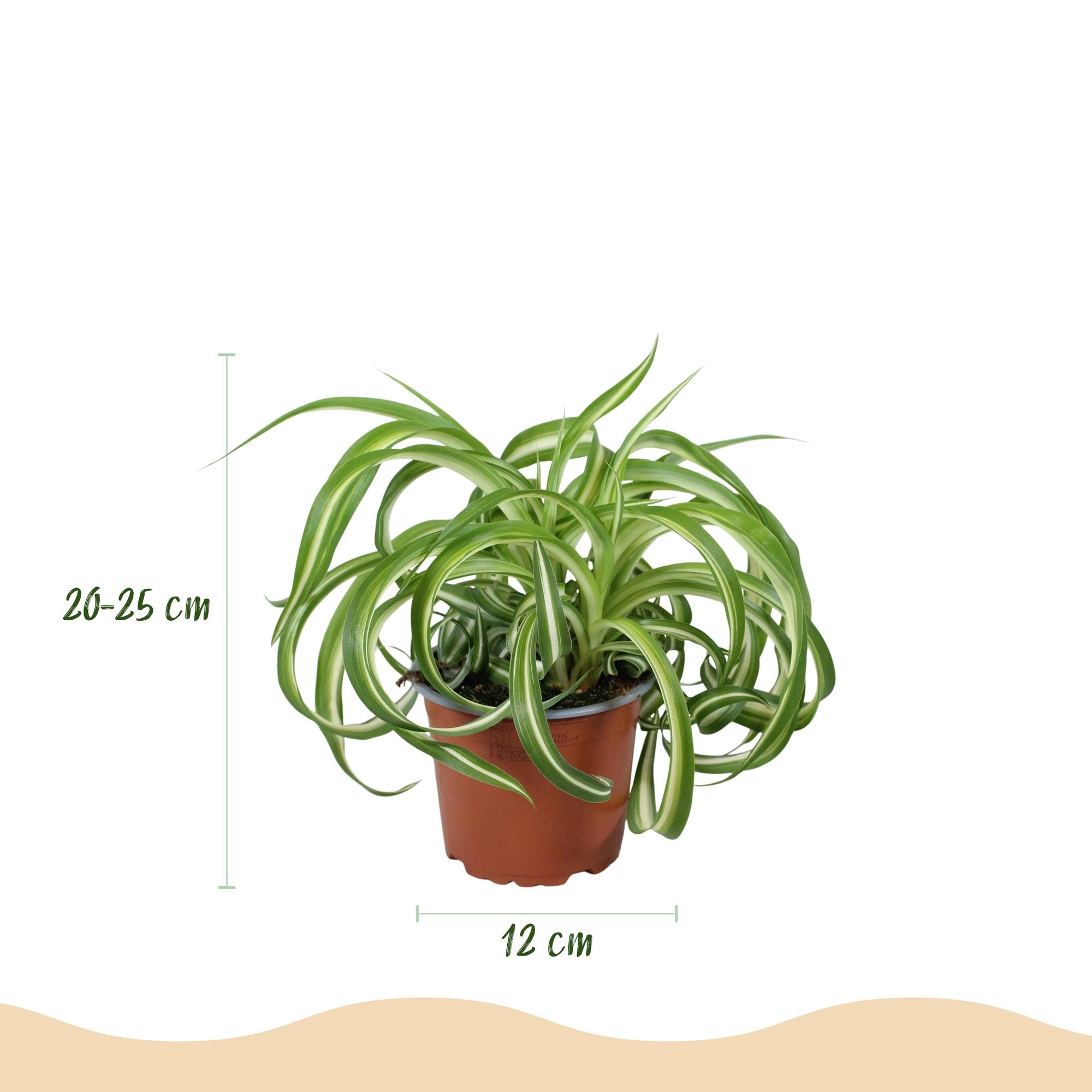 Chlorophytum comosum Bonnie