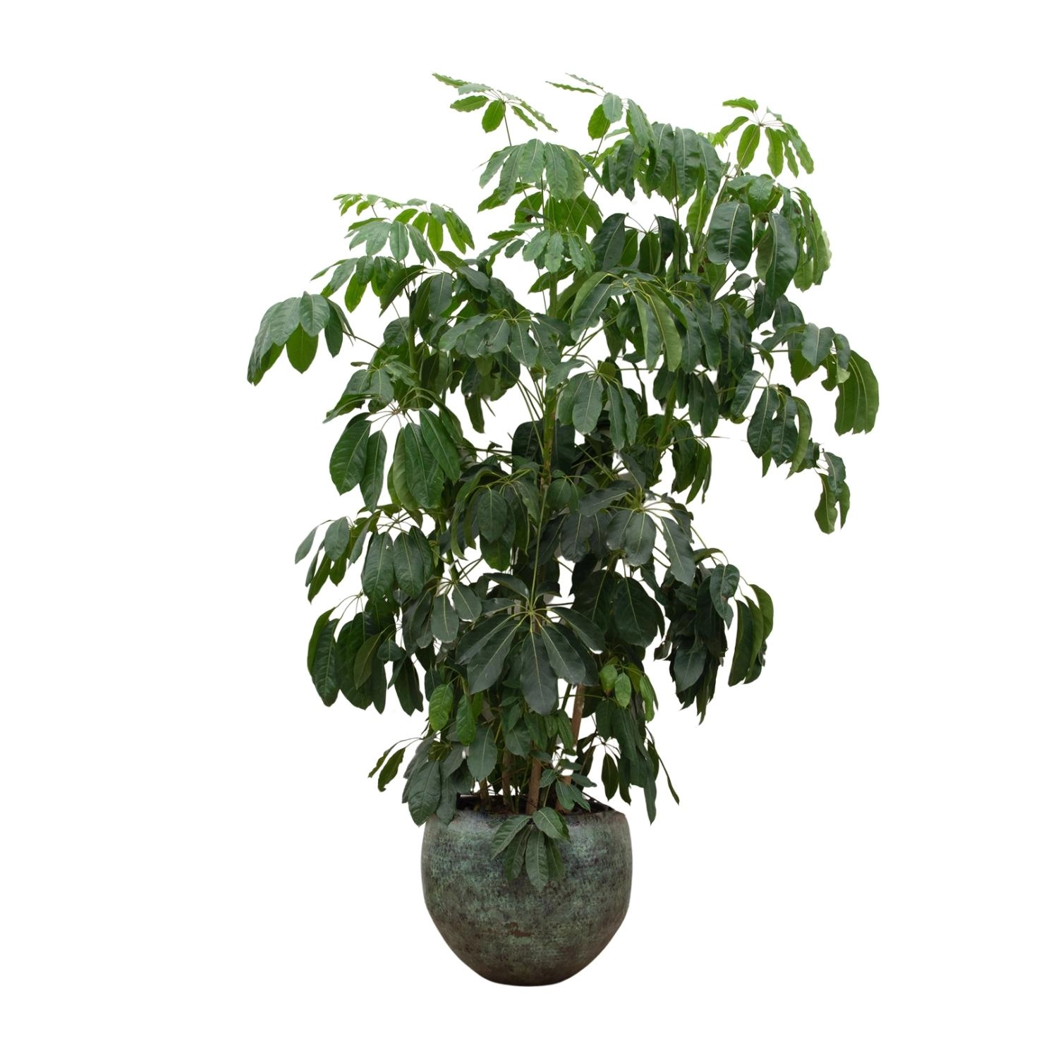 Schefflera (Strahlenaralie)