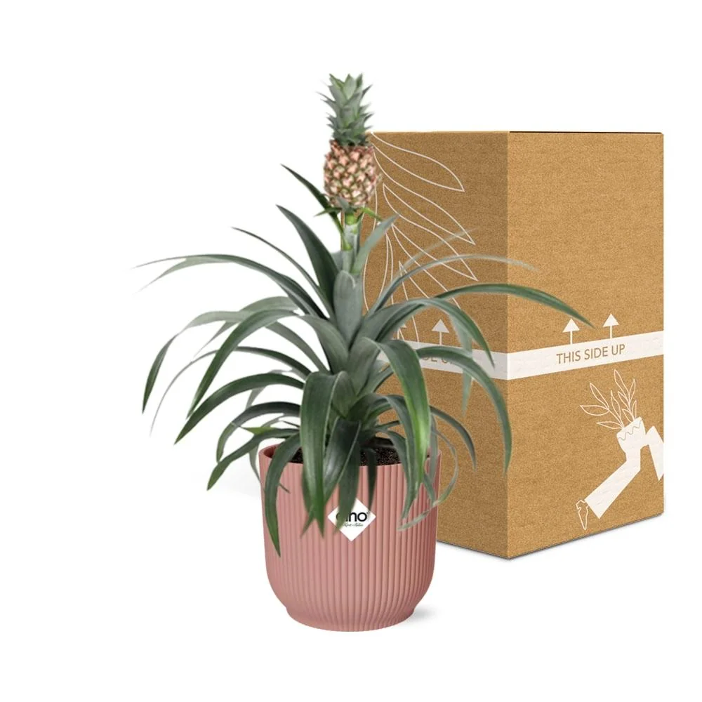 Ananas-Pflanze | Ananas comosus