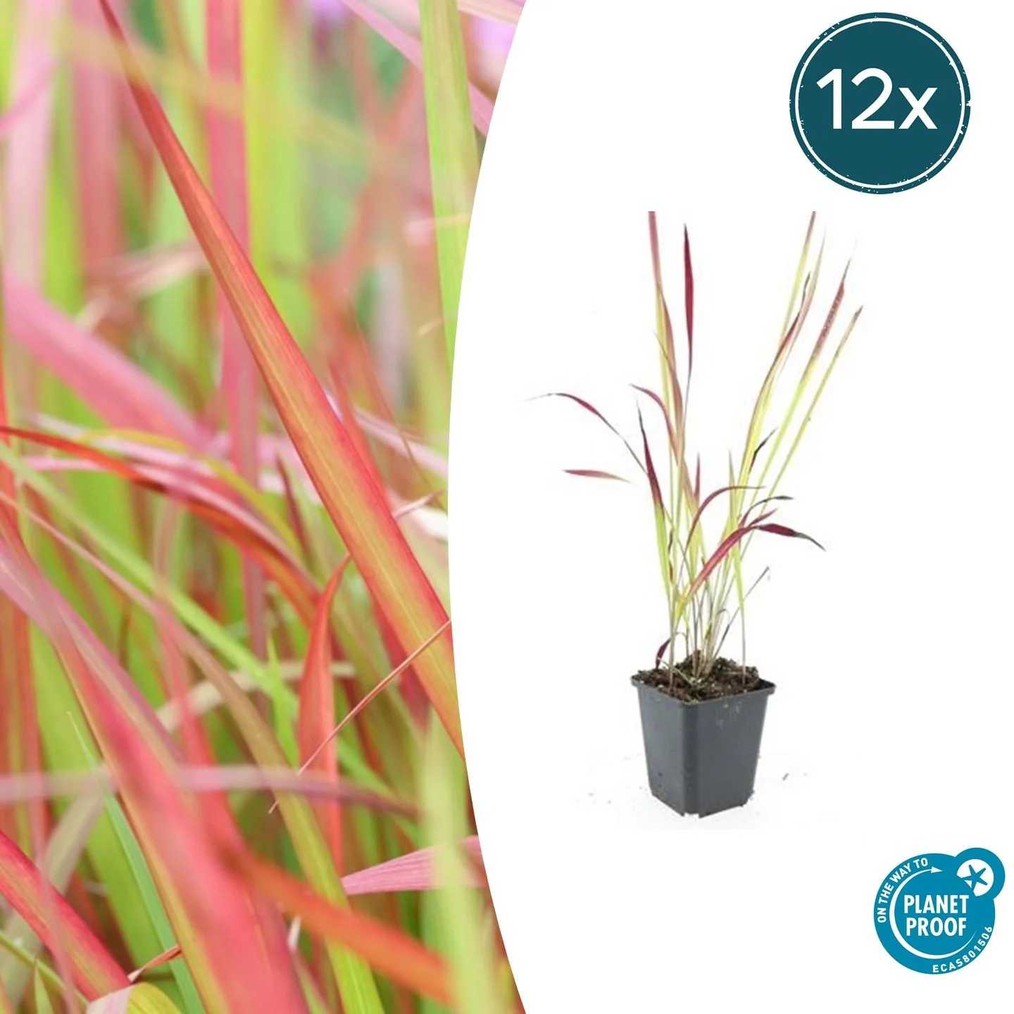 Imperata cylindrica 'Red Baron'