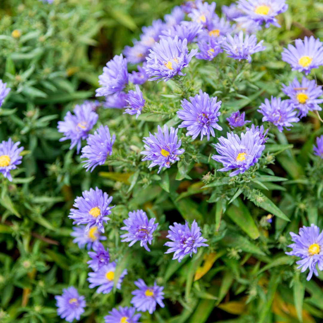Aster frikartii ‘Mönch’