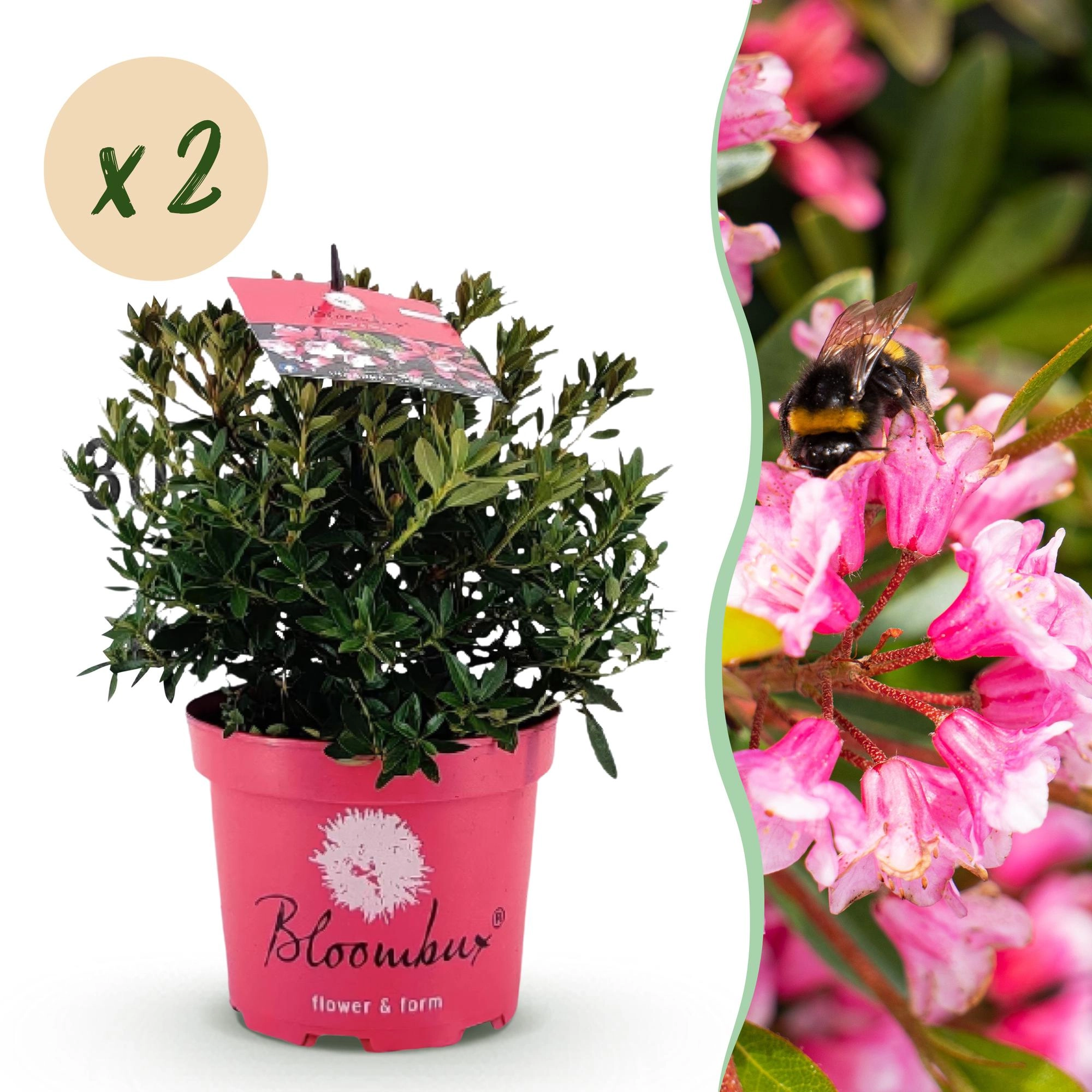 Green boutiQ - Zwerg-Rhododendron - Rhododendron Bloombux Magenta - Blühende Buxus - Wenig Pflege - Rosa Blüte - 6 Pflanzen - Topf 17cm - Höhe 30-40cm Bild 1