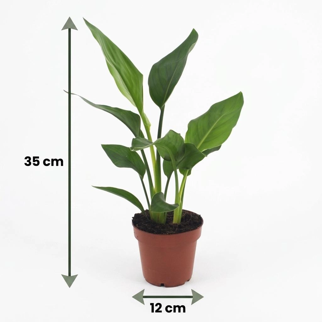 Green boutiQ - Strelitzia Reginea - Paradiesvogelblume - 2 Pflanzen - Topf 12cm - Höhe - 35cm Bild 5
