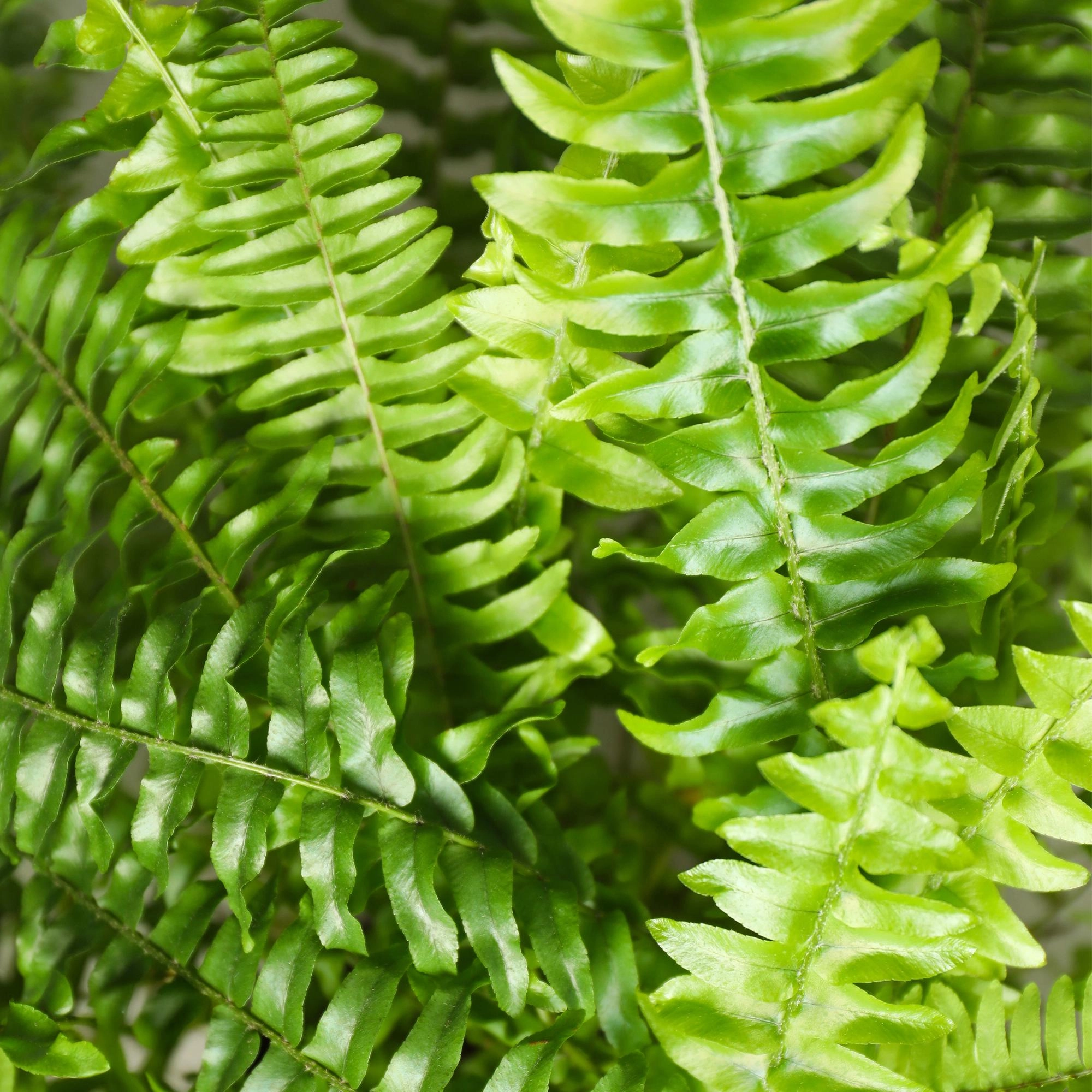 Nephrolepsis exaltata Green Lady