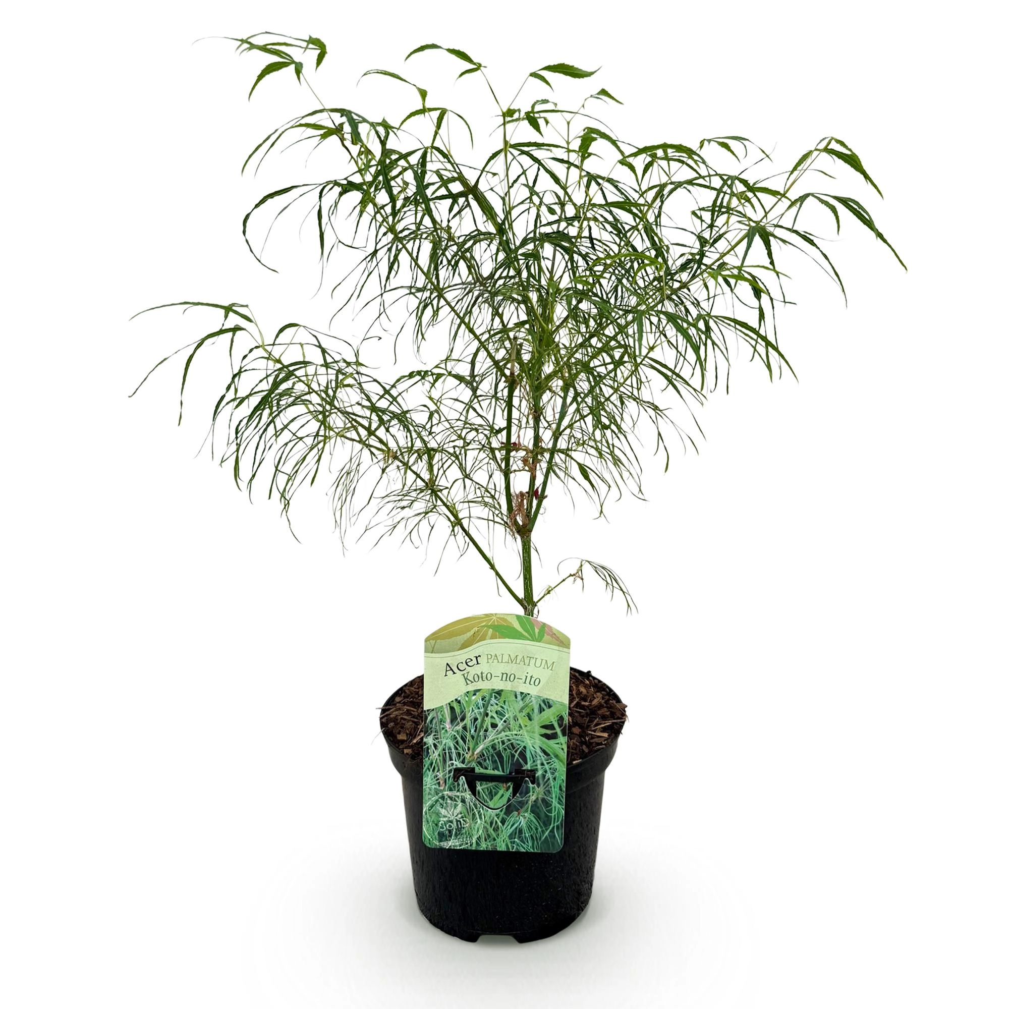 Acer palmatum Koto-no-ito Bild 2