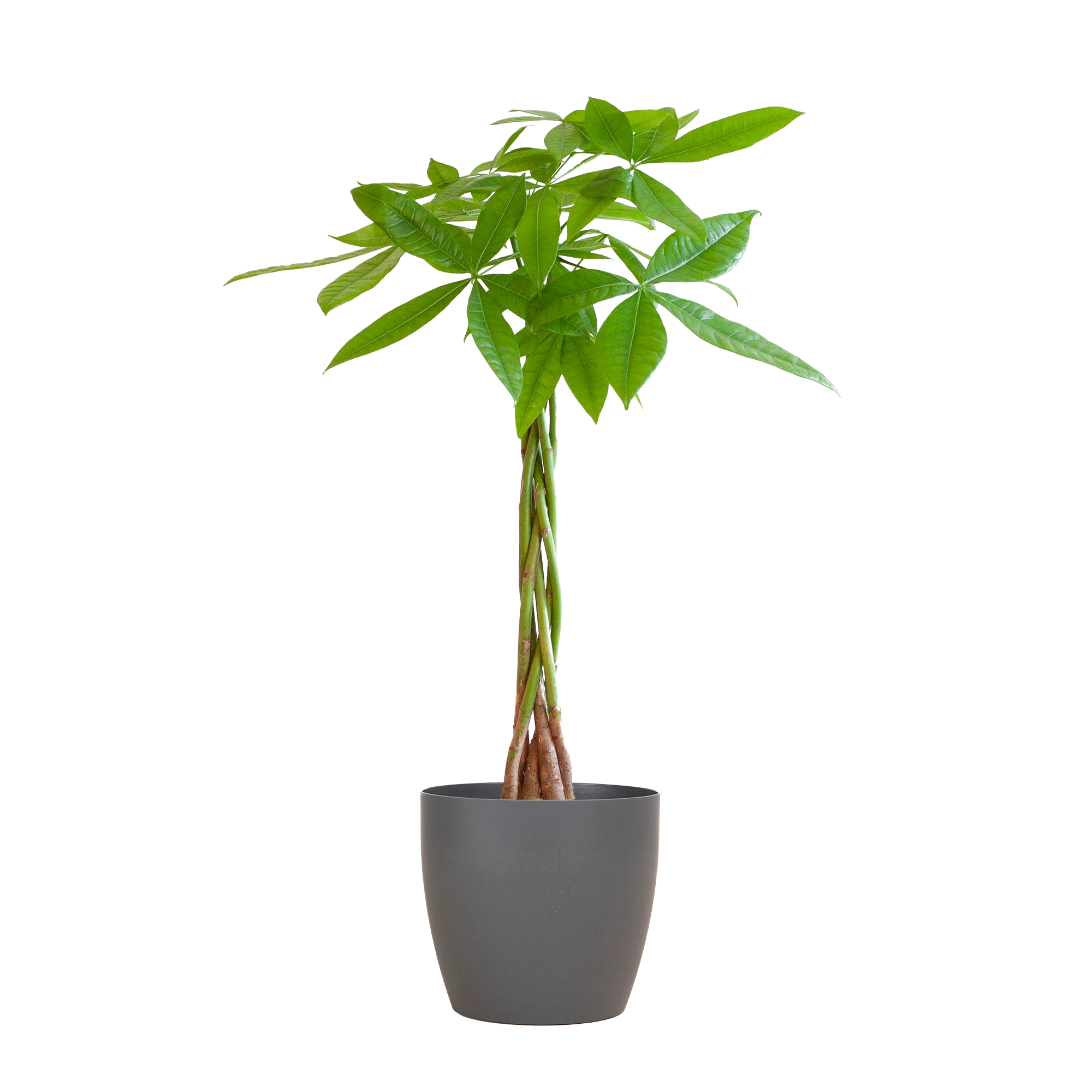 Pachira Aquatica – Geldbaum