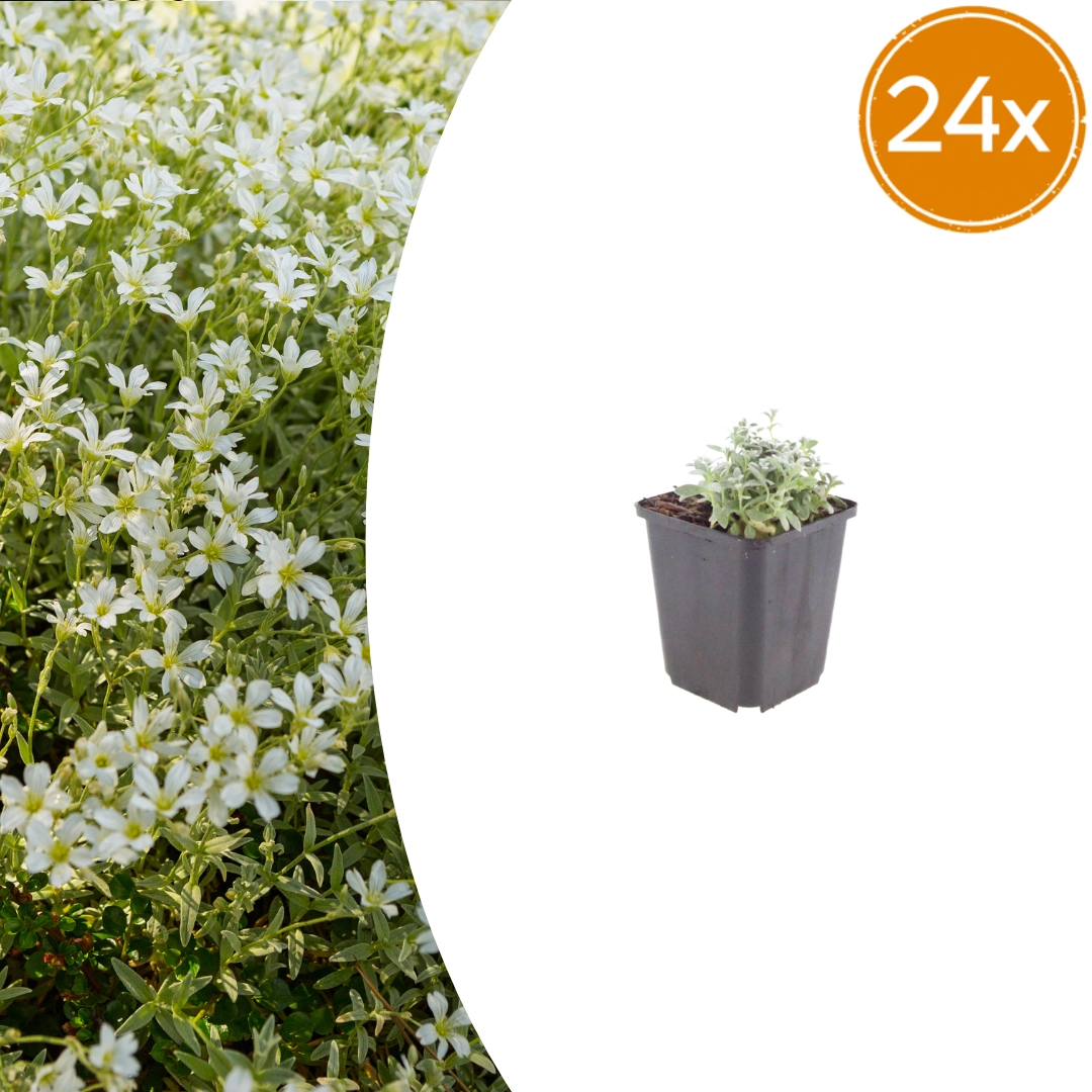 Cerastium tomentosum - Filziges Hornkraut
