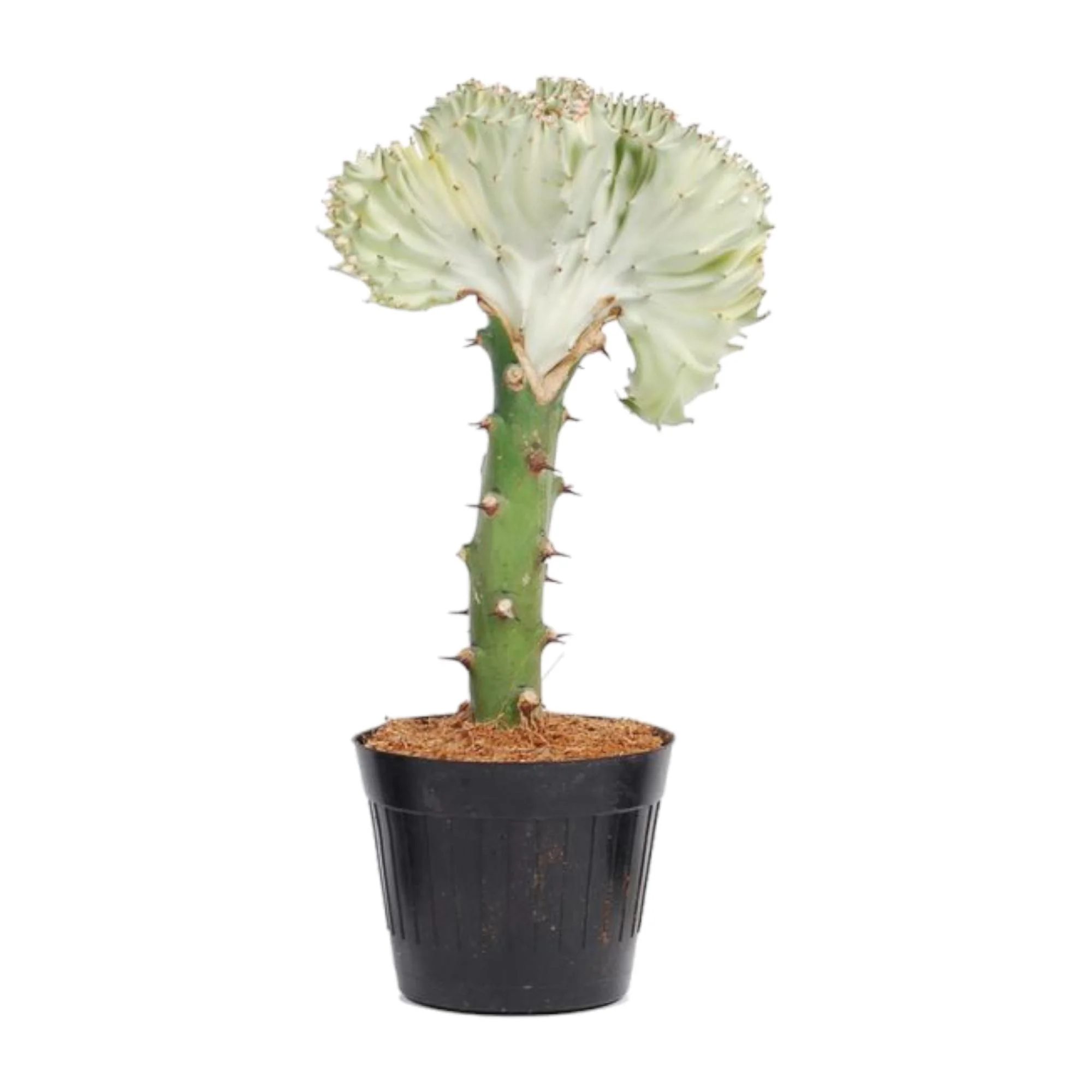 Euphorbia lactea Cristata – Korallen-Kaktus