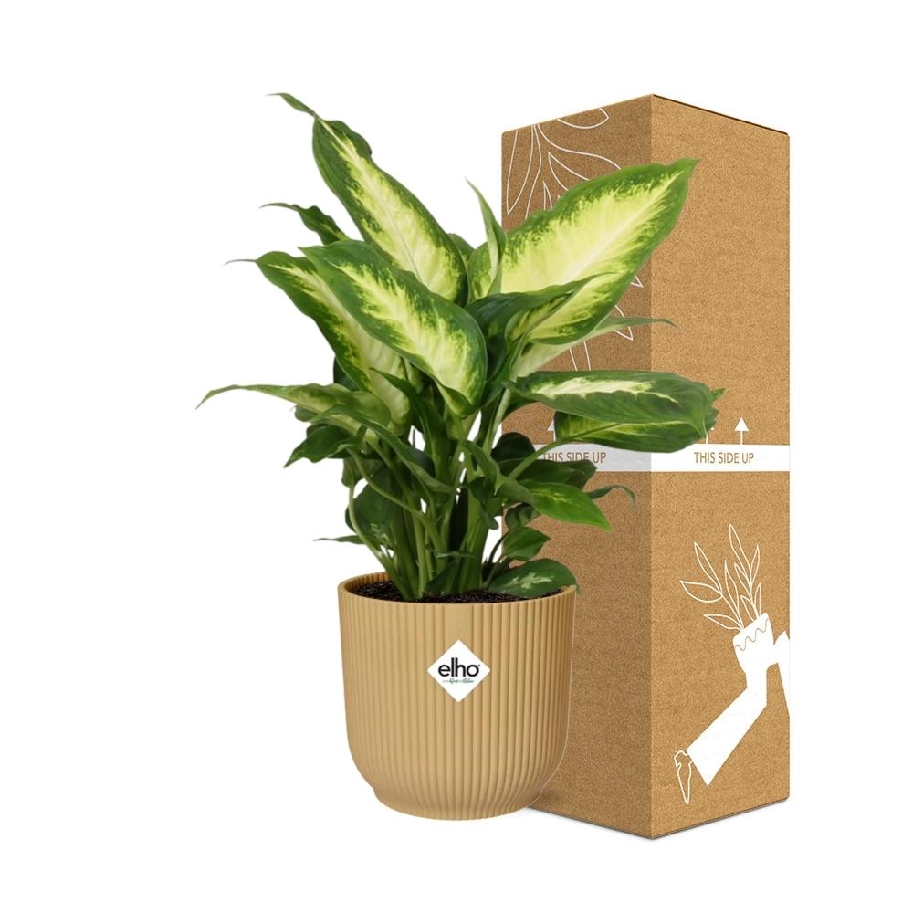 Dieffenbachia (Einblatt) – Pflegeleichte Zimmerpflanze
