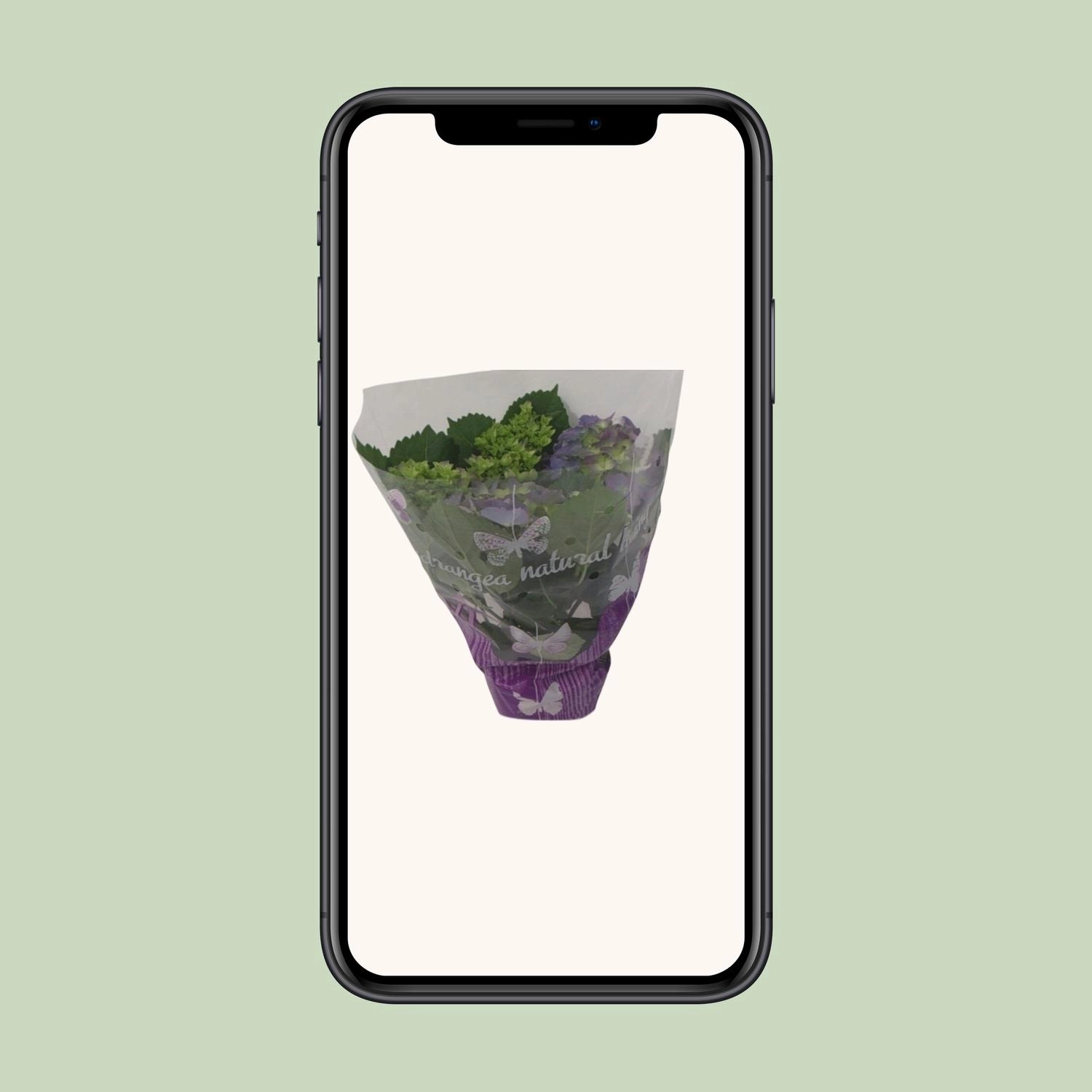 Endless-Hortensie – 14 cm Topf, ca. 35 cm