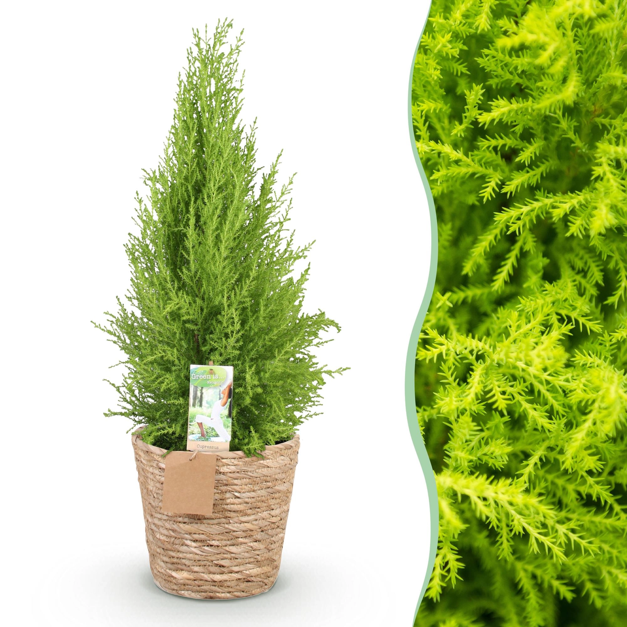 Cupressus Gold Crest Wilma