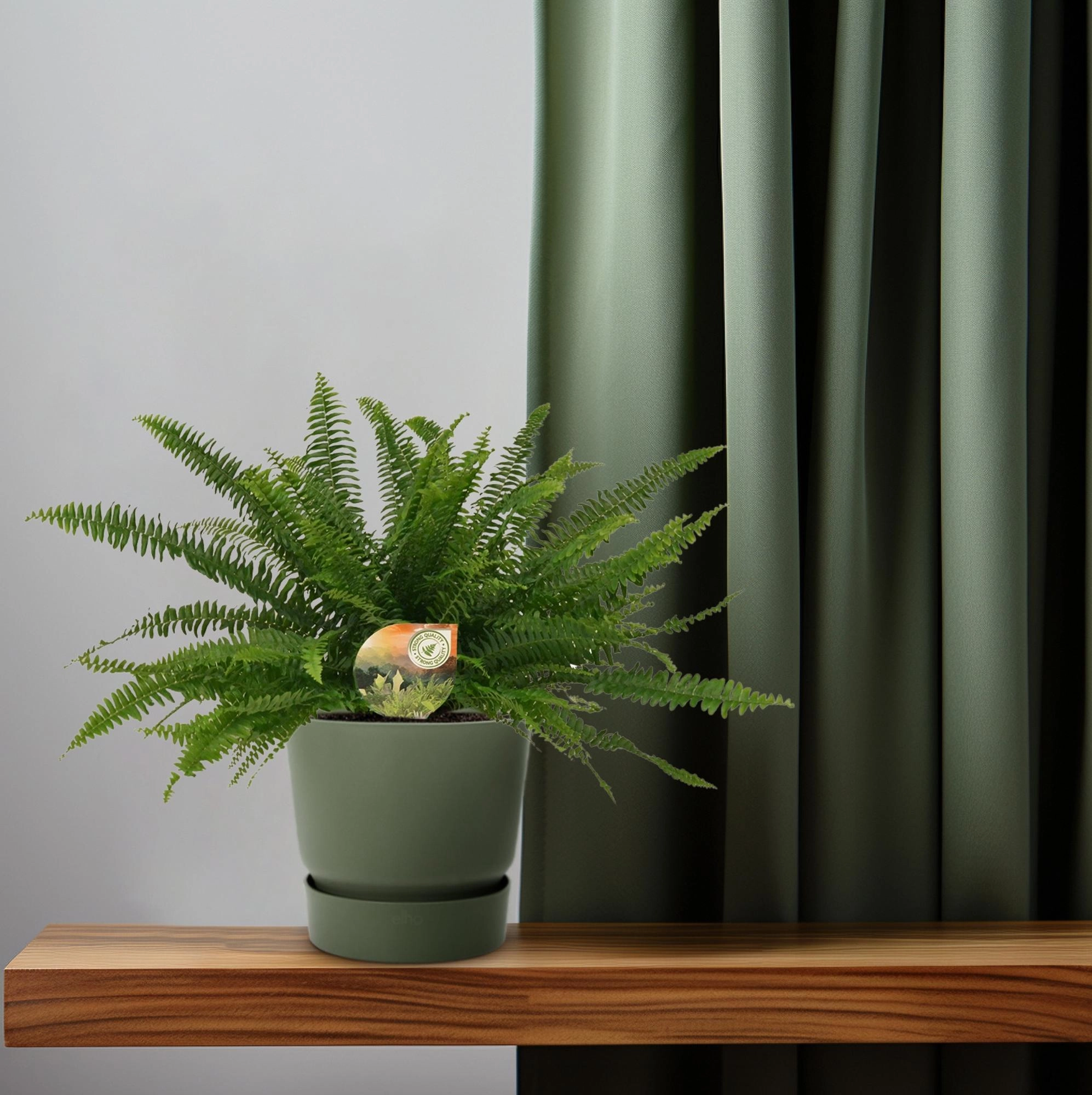 Nephrolepis Green Lady - Ø17cm - ↕40cm Bild 6
