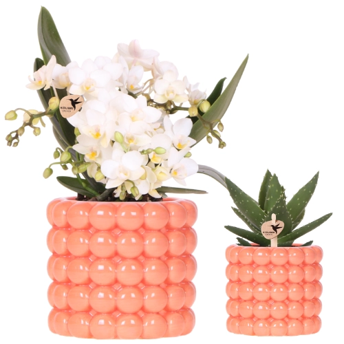 Nazare Orchidee & Grünpflanze im Poppy Orange Übertopf