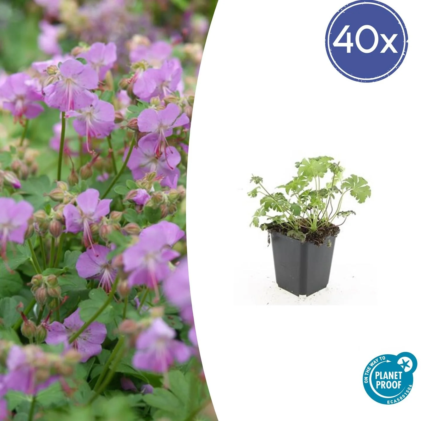 Geranium cantabrigiense 'Cambridge'