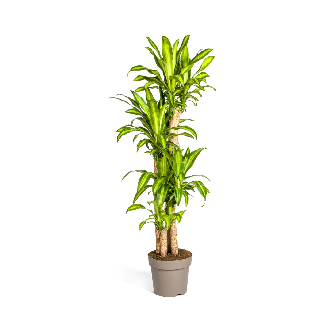 Dracaena Fragrans Massangeana – Zimmerpflanze mit tropischem Flair