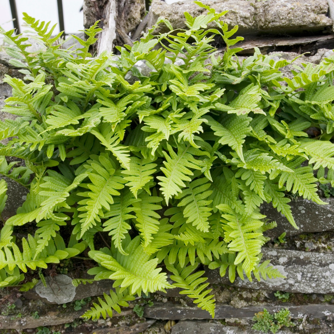 Polypodium vulgare