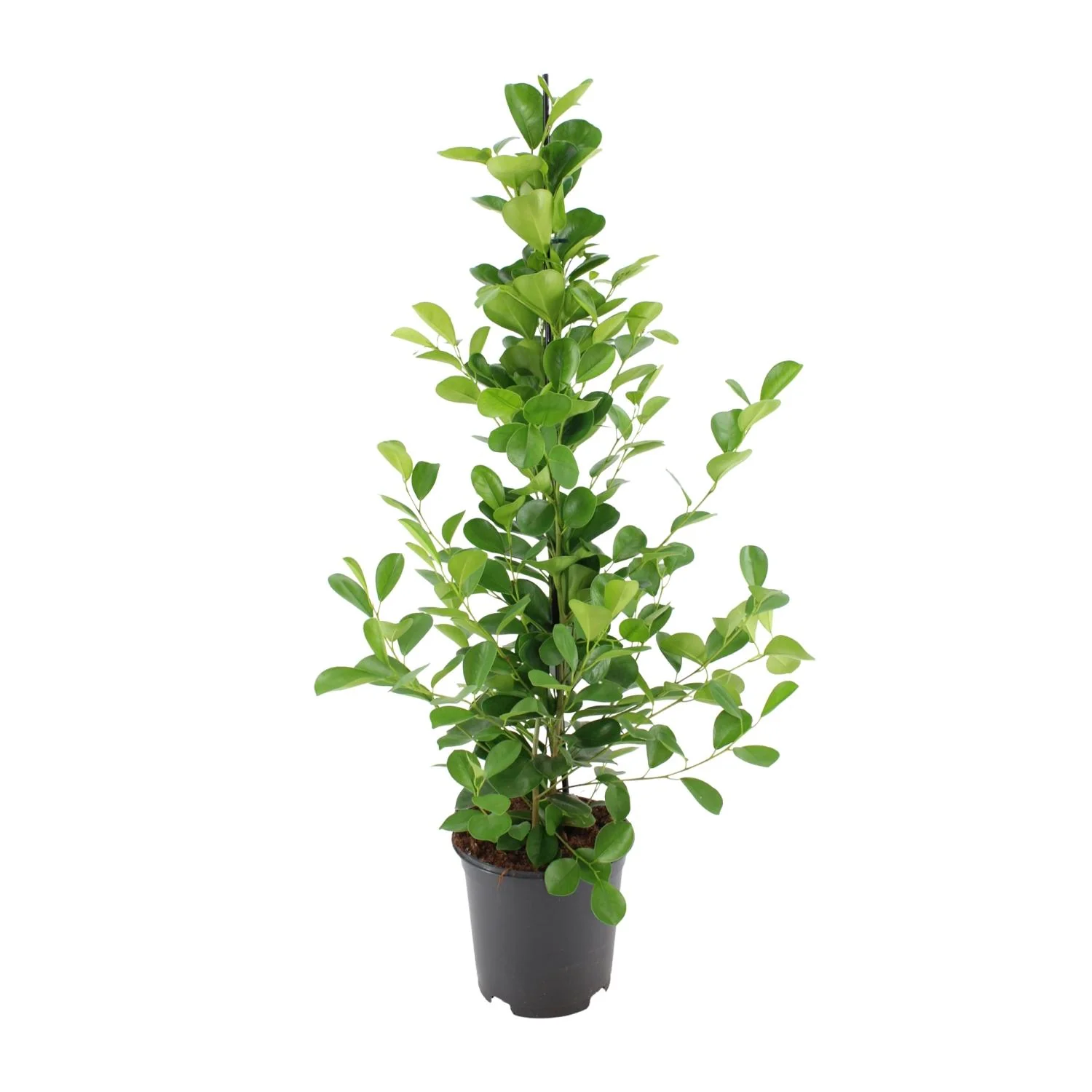 Ficus microcarpa Moclame – Pflegeleichte Zimmerpflanze