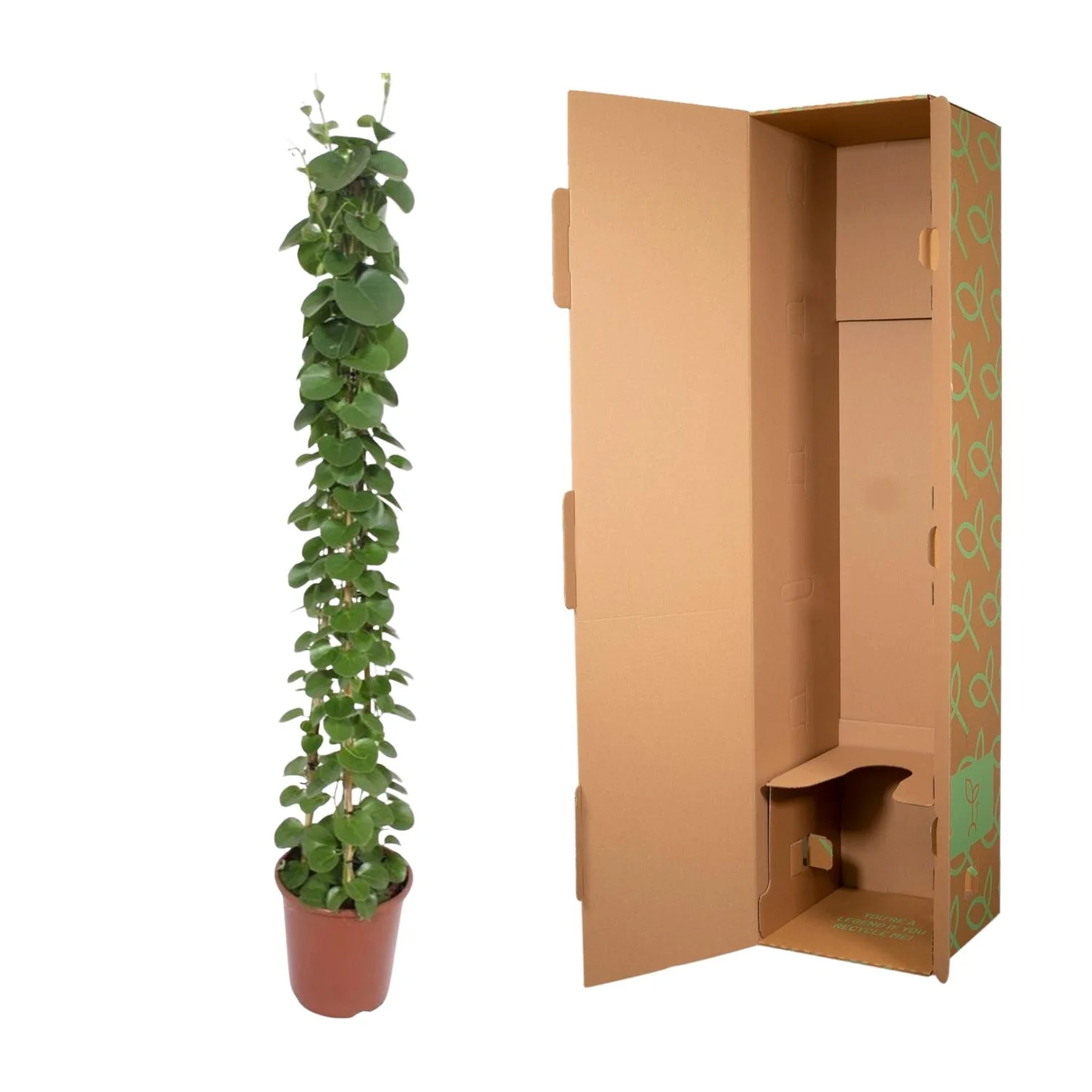 Cissus rotundifolia – Pflegeleichte Zimmerpflanze