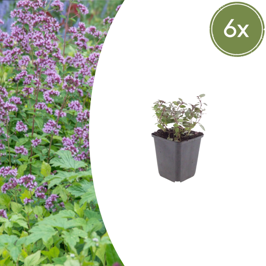 Origanum laevigatum ‘Herrenhausen’