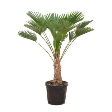 Trachycarpus wagnerianus – Chinesische Hanfpalme (130 cm)