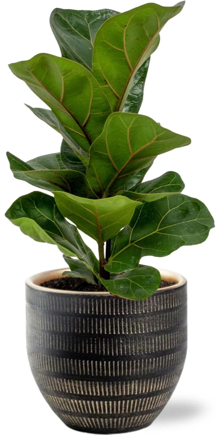 Ficus Lyrata – Geigenfeige