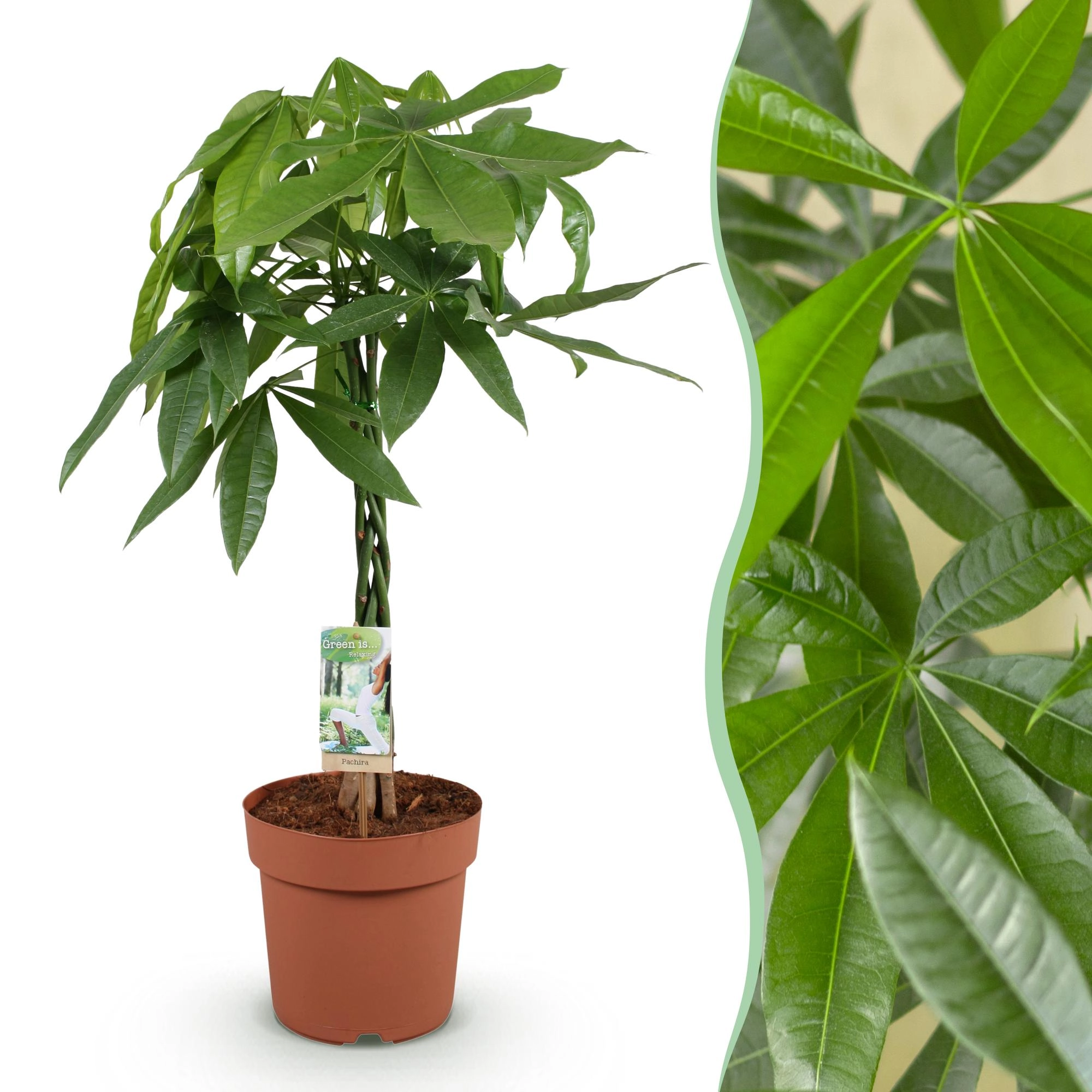 Pachira Aquatica mit geflochtenem Stamm