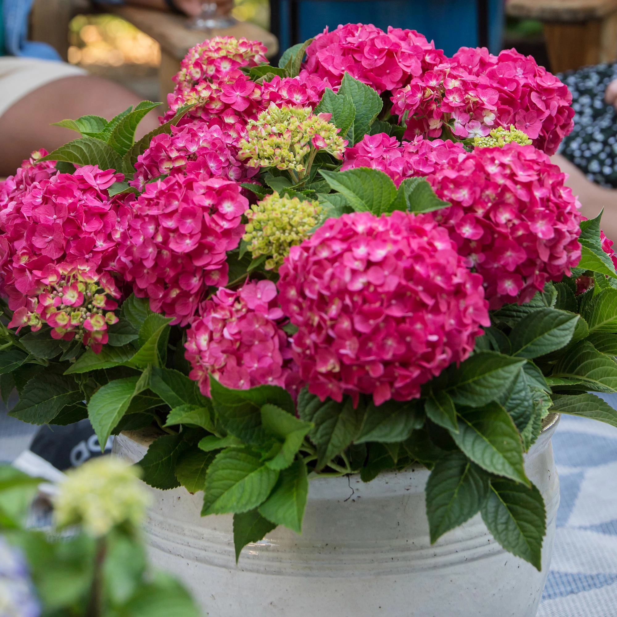 Hydrangea Endless Summer Summer Love Red