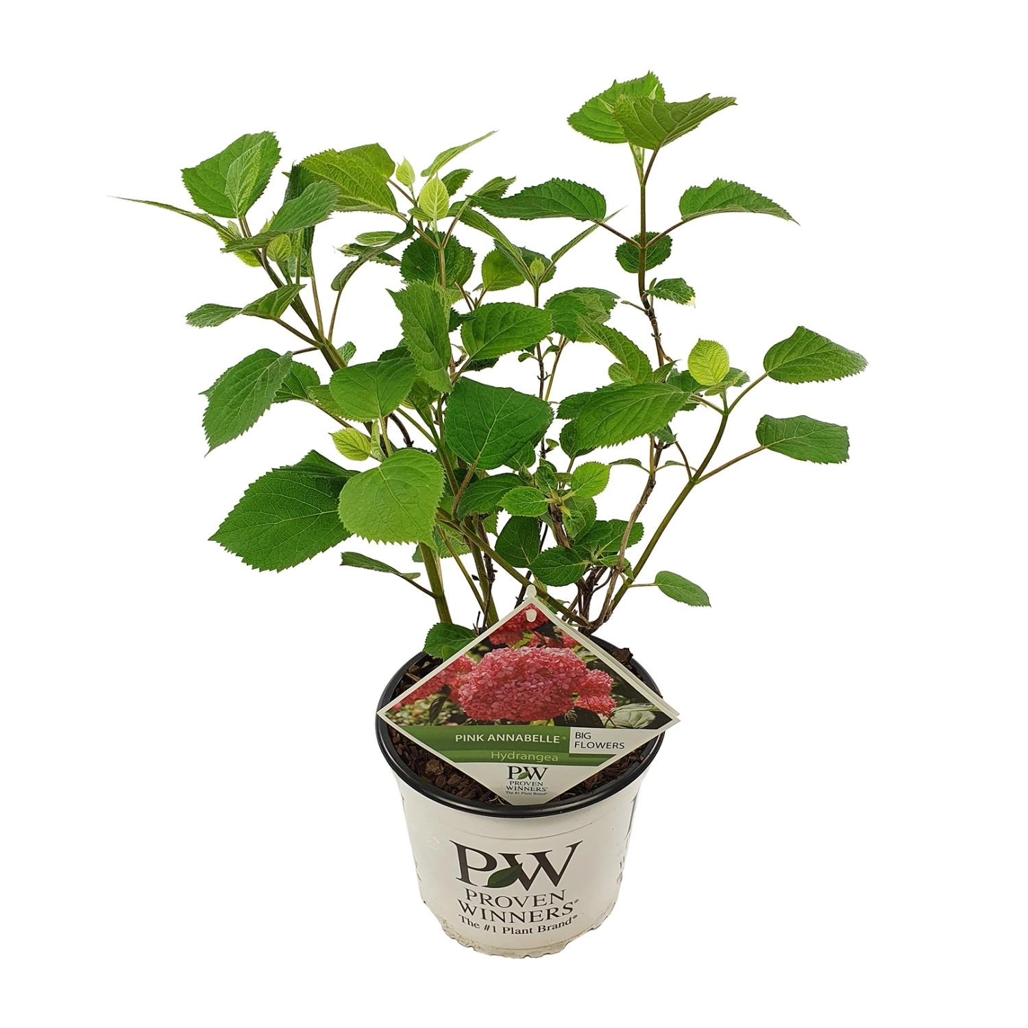 Endlose Hortensie – Zimmerpflanze im 19 cm Topf