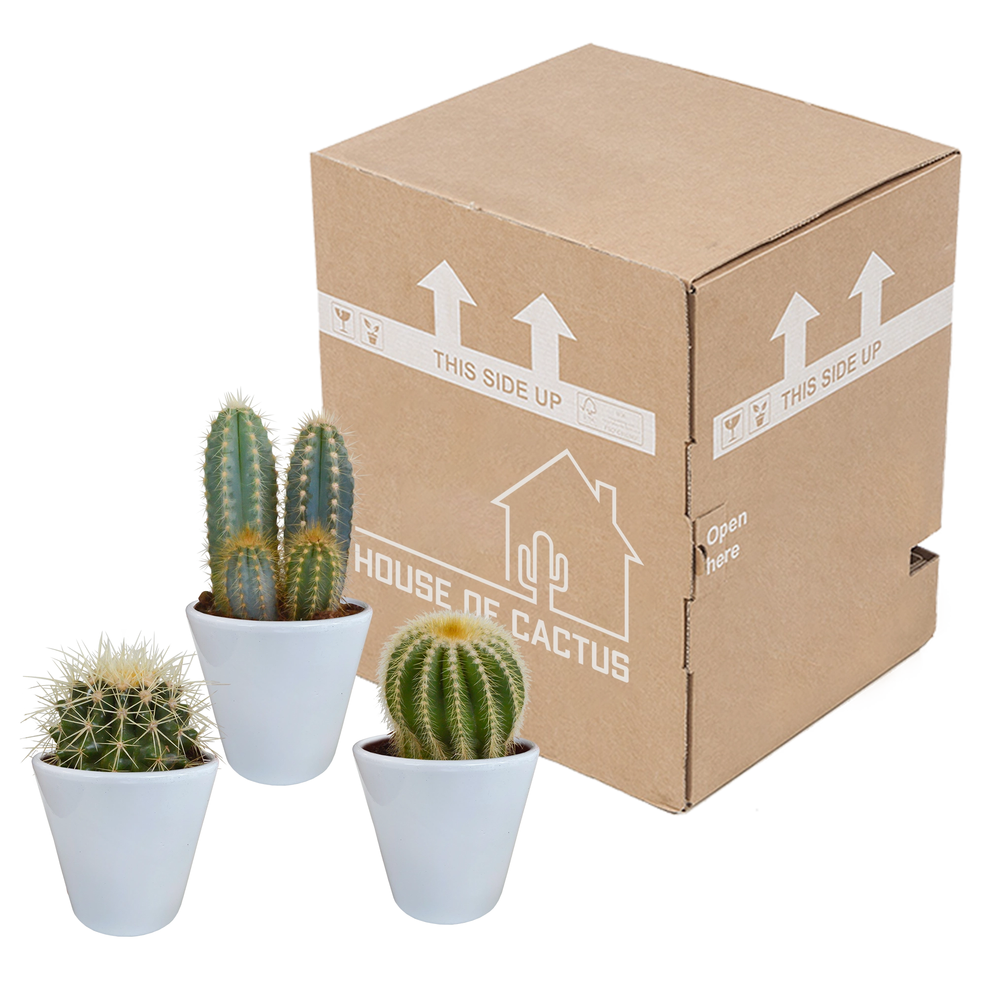 Kakteenmischung 8,5 cm - 3x - in witte pot Bild 9
