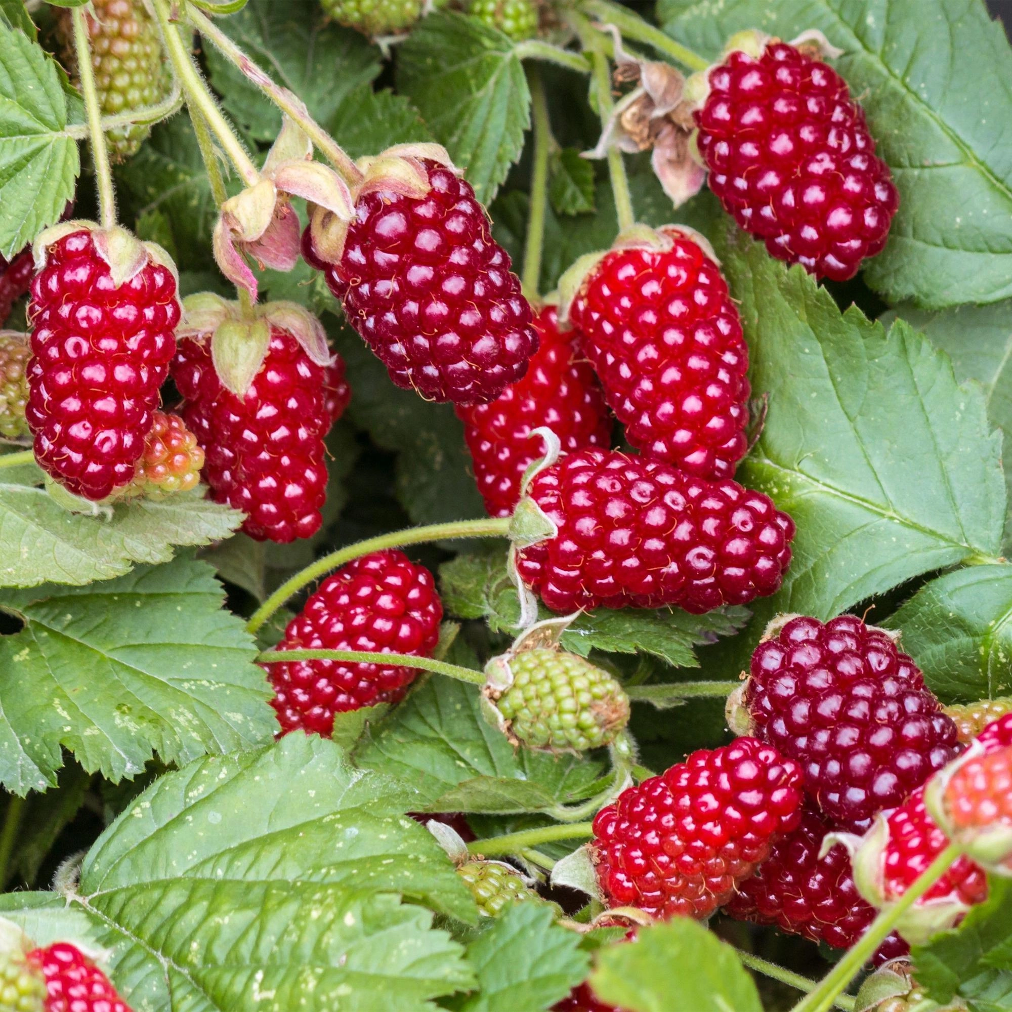 Green boutiQ - Fruit Plant - Rubus Thornless Loganberry - Thornless Raspberry - Hardy - Red Fruit - 2 Plants - Pot 15cm - Height 50cm Bild 5